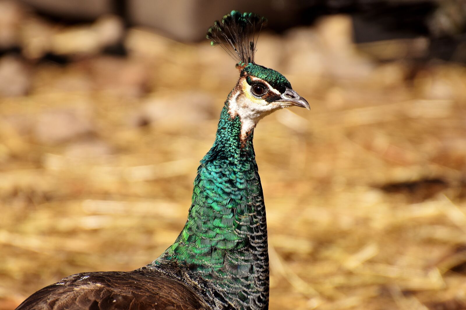 Nikon D7200 sample photo. Peacock, female, pride photography