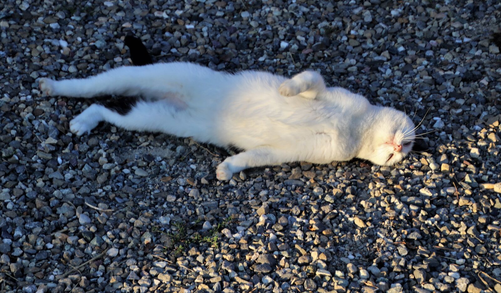 Canon EOS 80D sample photo. Cat, white, it lies photography