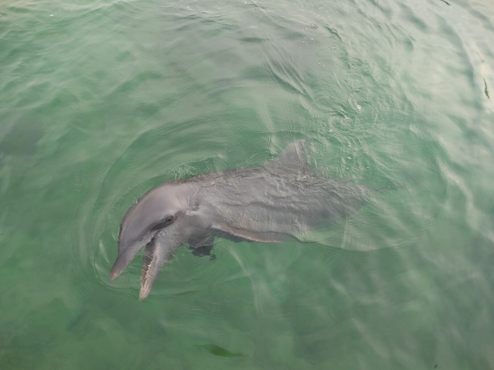 Nikon Coolpix S6200 sample photo. Dolphin, ocean, wild life photography