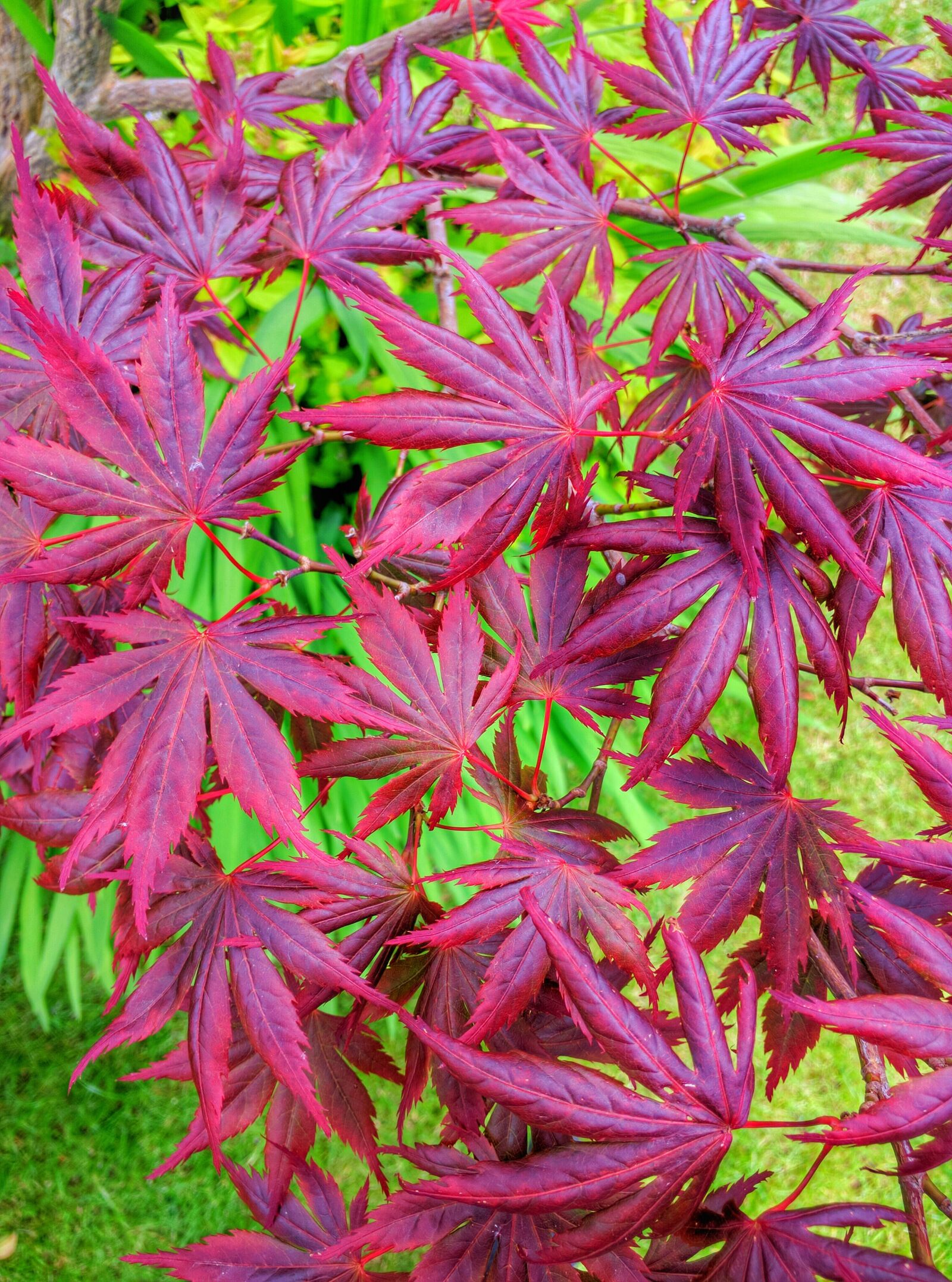 Motorola Nexus 6 sample photo. Acer, tree, leaves photography
