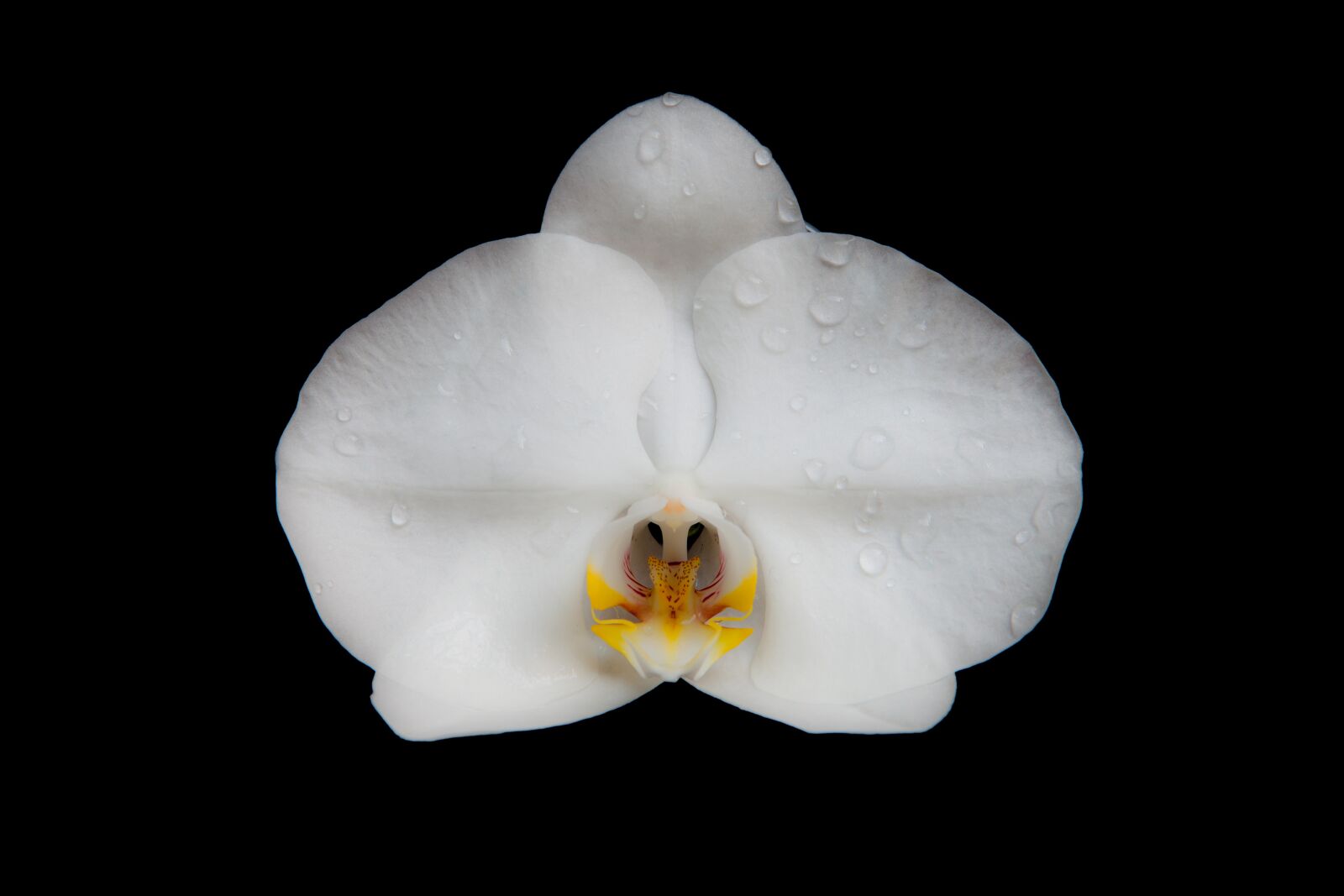Canon EOS 5D Mark II sample photo. Orchid, flower, blossom photography