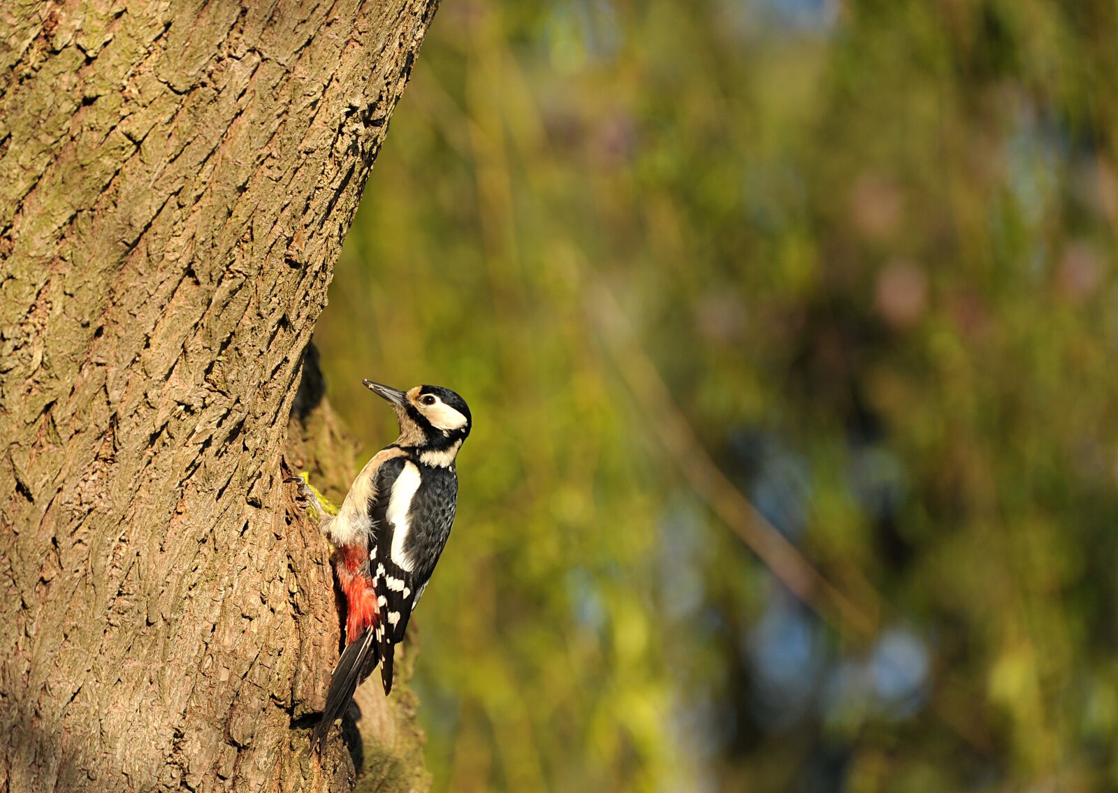 Nikon D3S sample photo. Woodpecker, great spotted woodpecker photography