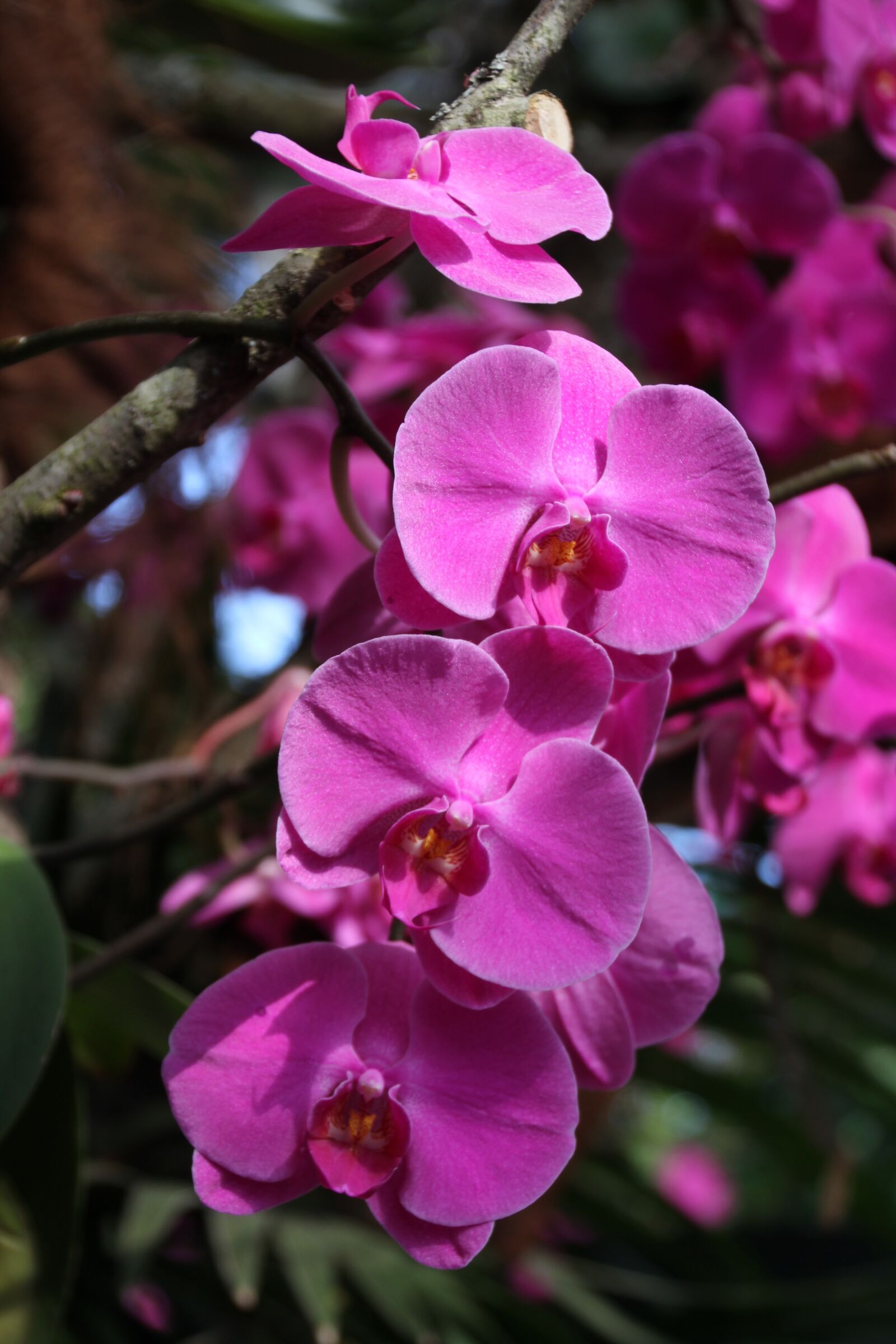 Canon EOS 7D sample photo. Flower, plant, nature photography