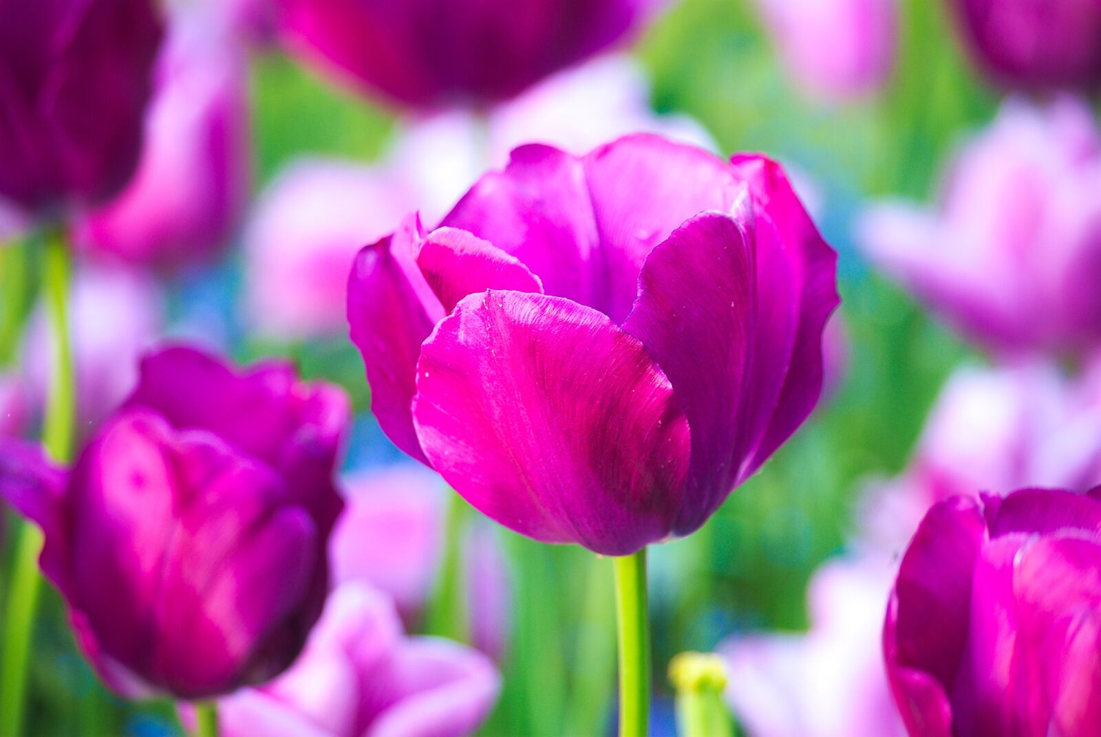 Nikon D200 sample photo. Tulip, purple, spring photography