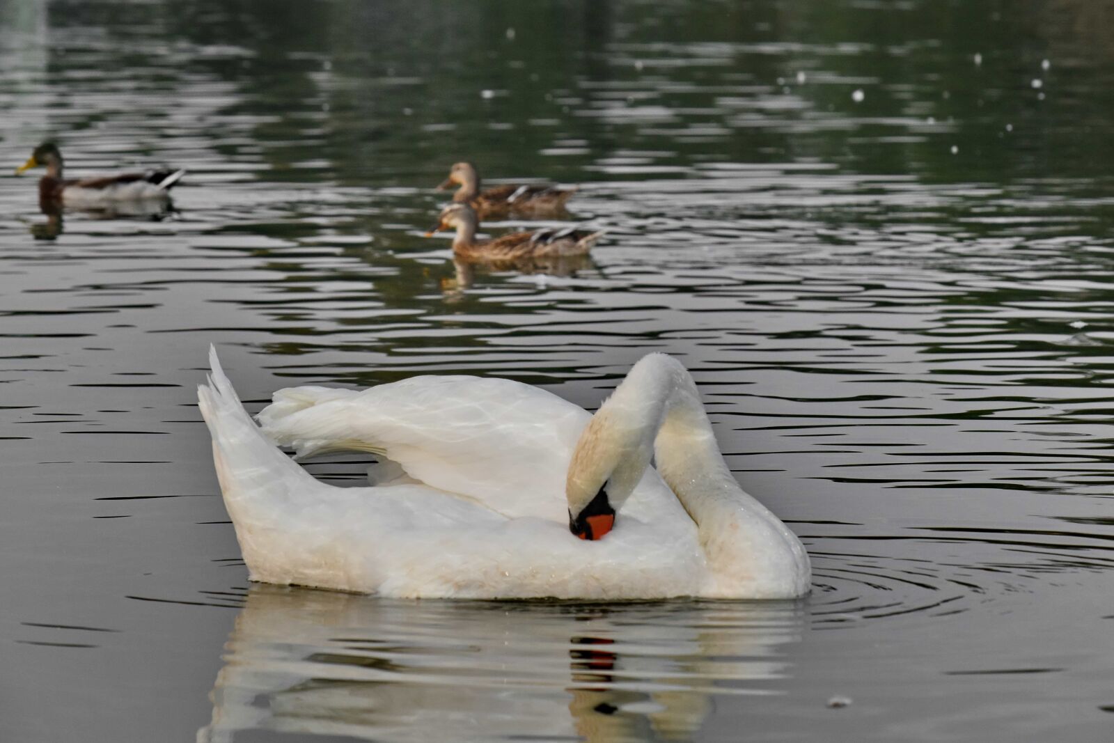 Nikon D5500 sample photo. Duck bird, ducks, swimming photography