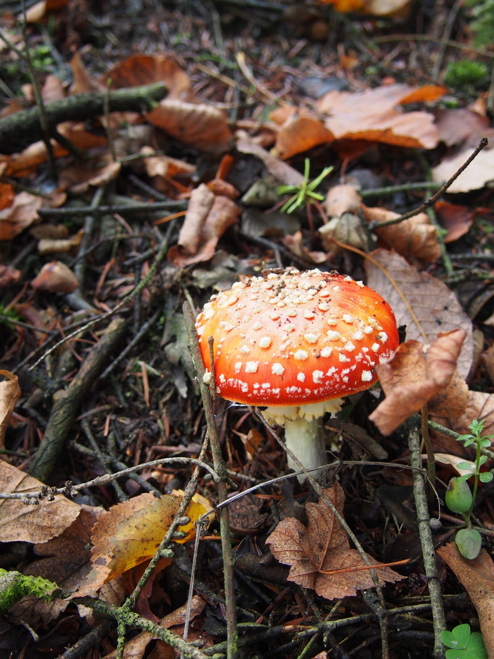 Olympus PEN E-PL5 sample photo. Toadstool, boletus, forest photography