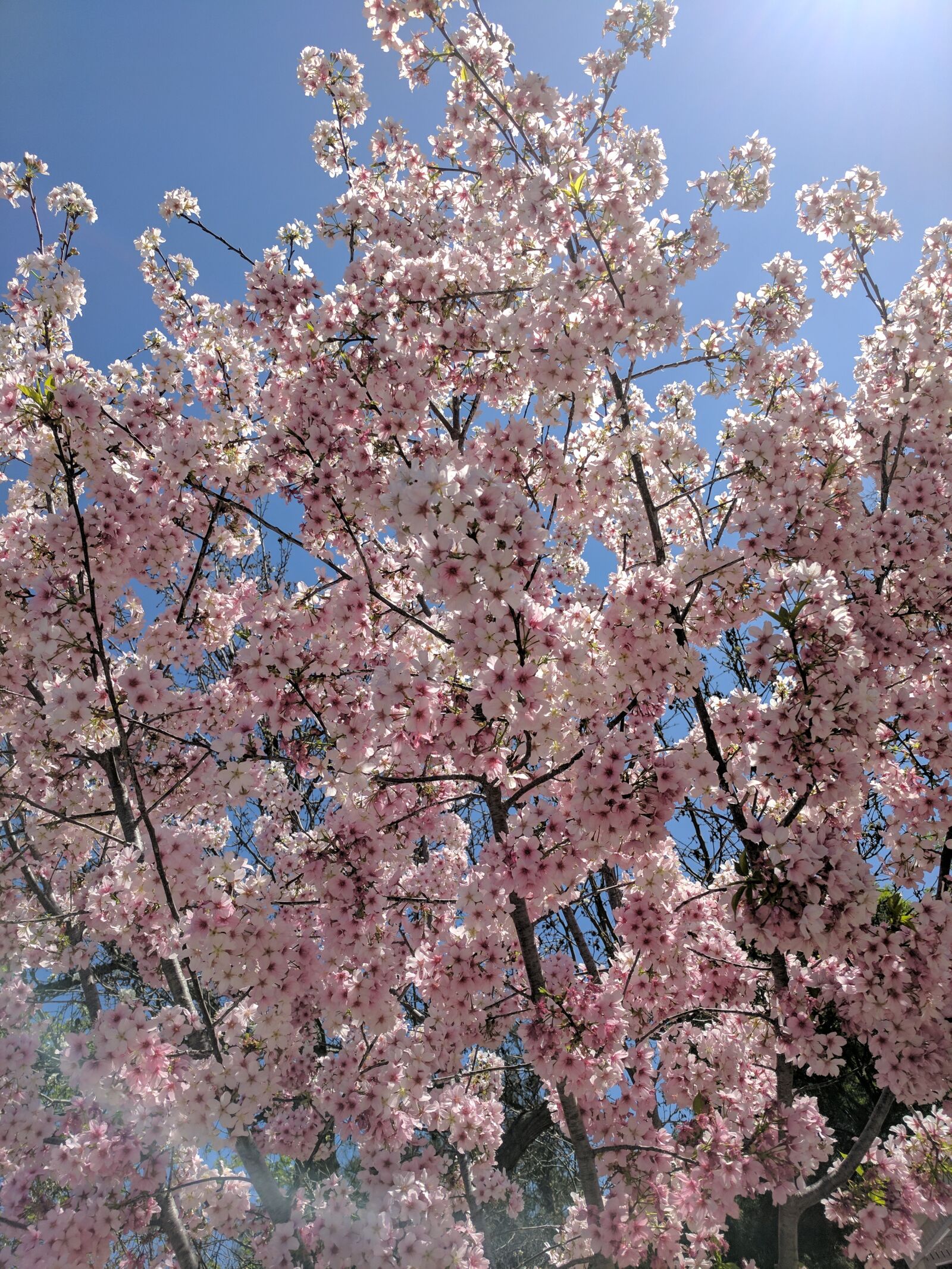 Google Pixel sample photo. California, cherry, blossom, flowers photography