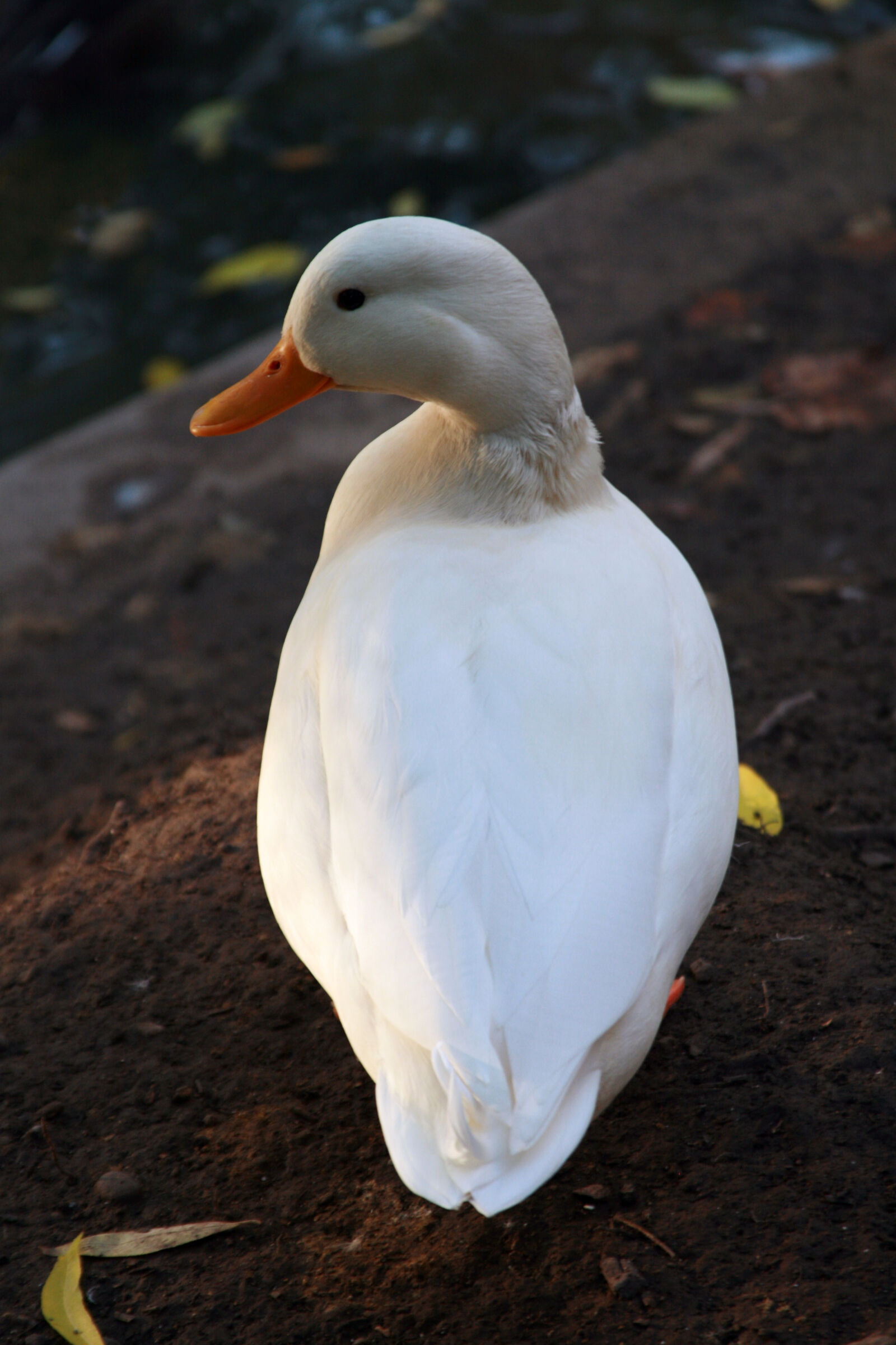 Canon EOS 400D (EOS Digital Rebel XTi / EOS Kiss Digital X) sample photo. Bird, cute, duck, golden photography