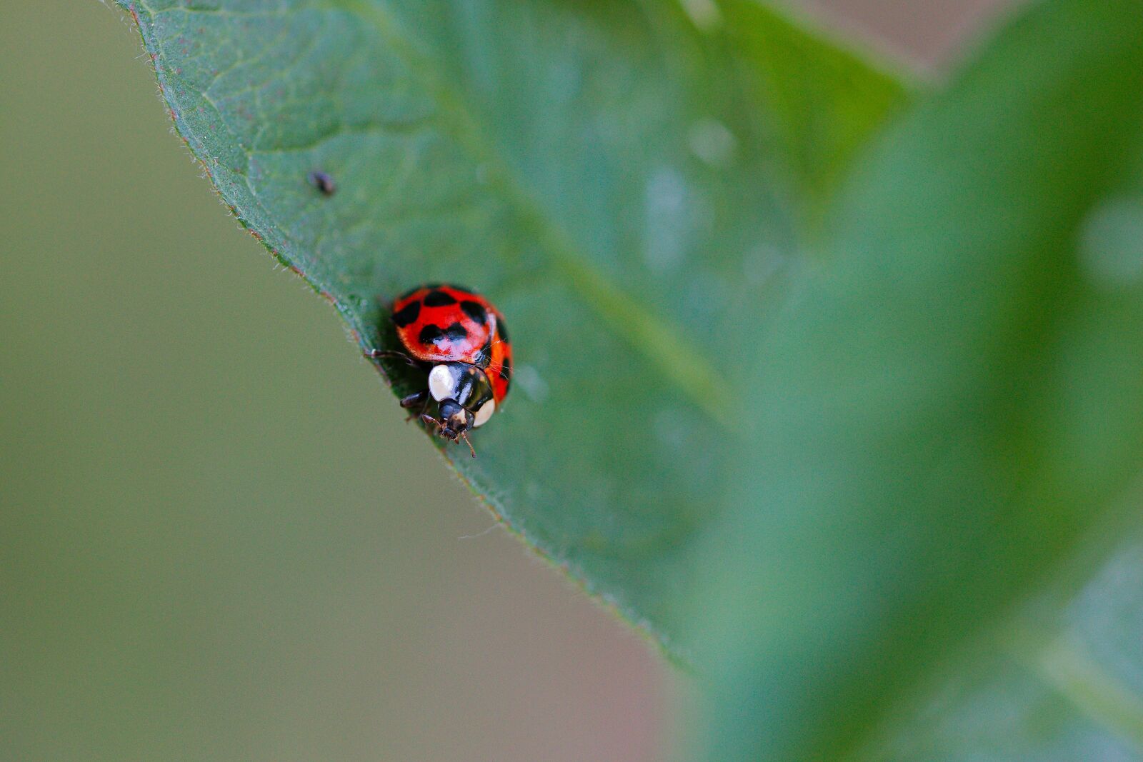 Canon EOS 70D sample photo. Insect, leaf, nature photography