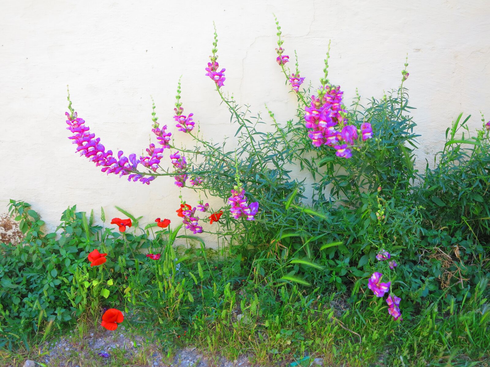 Canon PowerShot G1 X sample photo. Street flowers, colorful, grasses photography