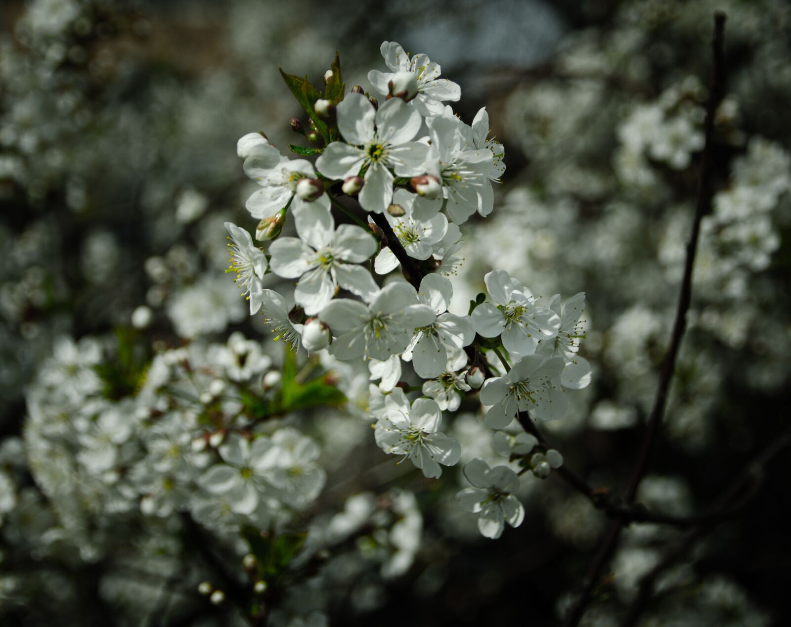 Nikon D5100 sample photo. Macro, cherry, nature photography