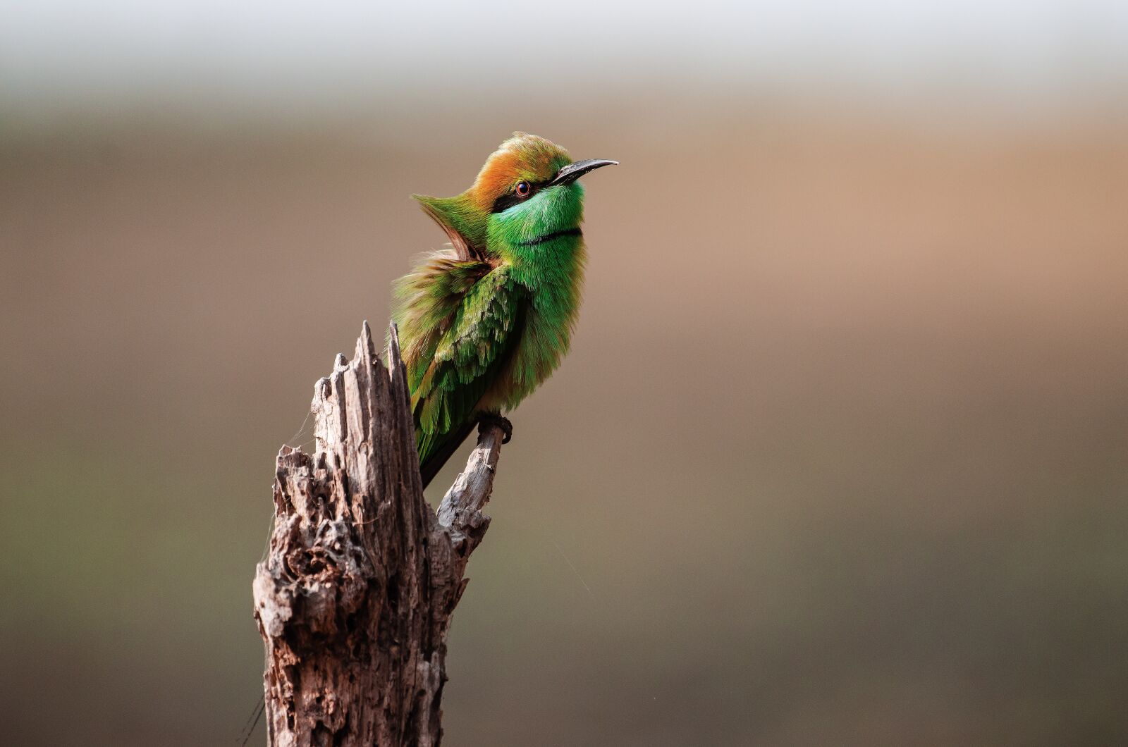 Nikon D7000 sample photo. Bird, fly, wildlife photography
