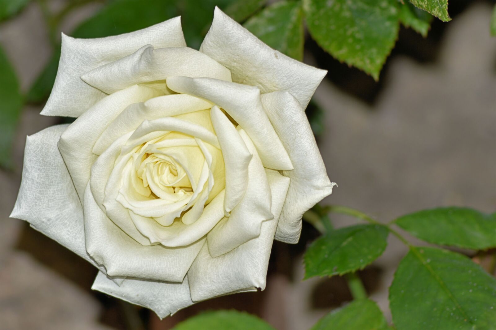 Nikon D3200 sample photo. Rose, white, white rose photography
