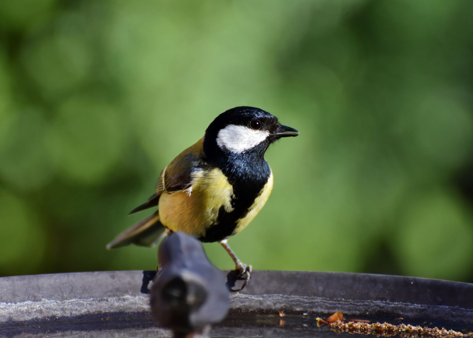 Nikon D7200 sample photo. Tit, songbird, small bird photography