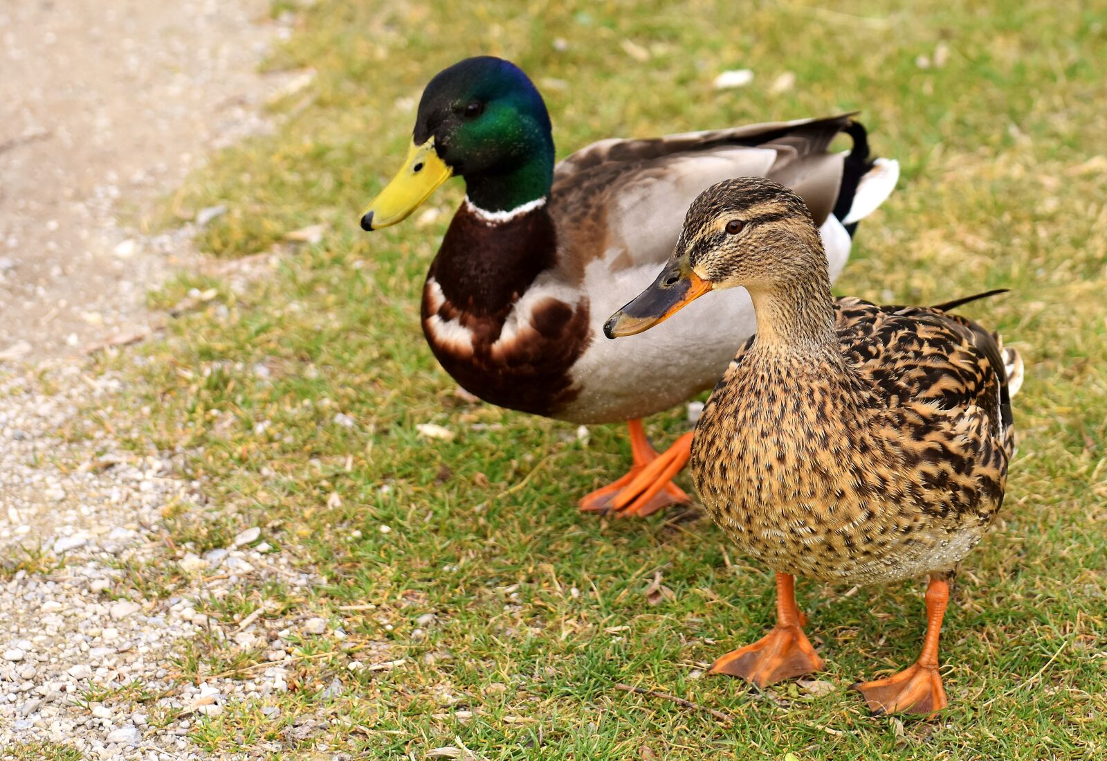Nikon D7200 sample photo. Walk, pair, pair of photography