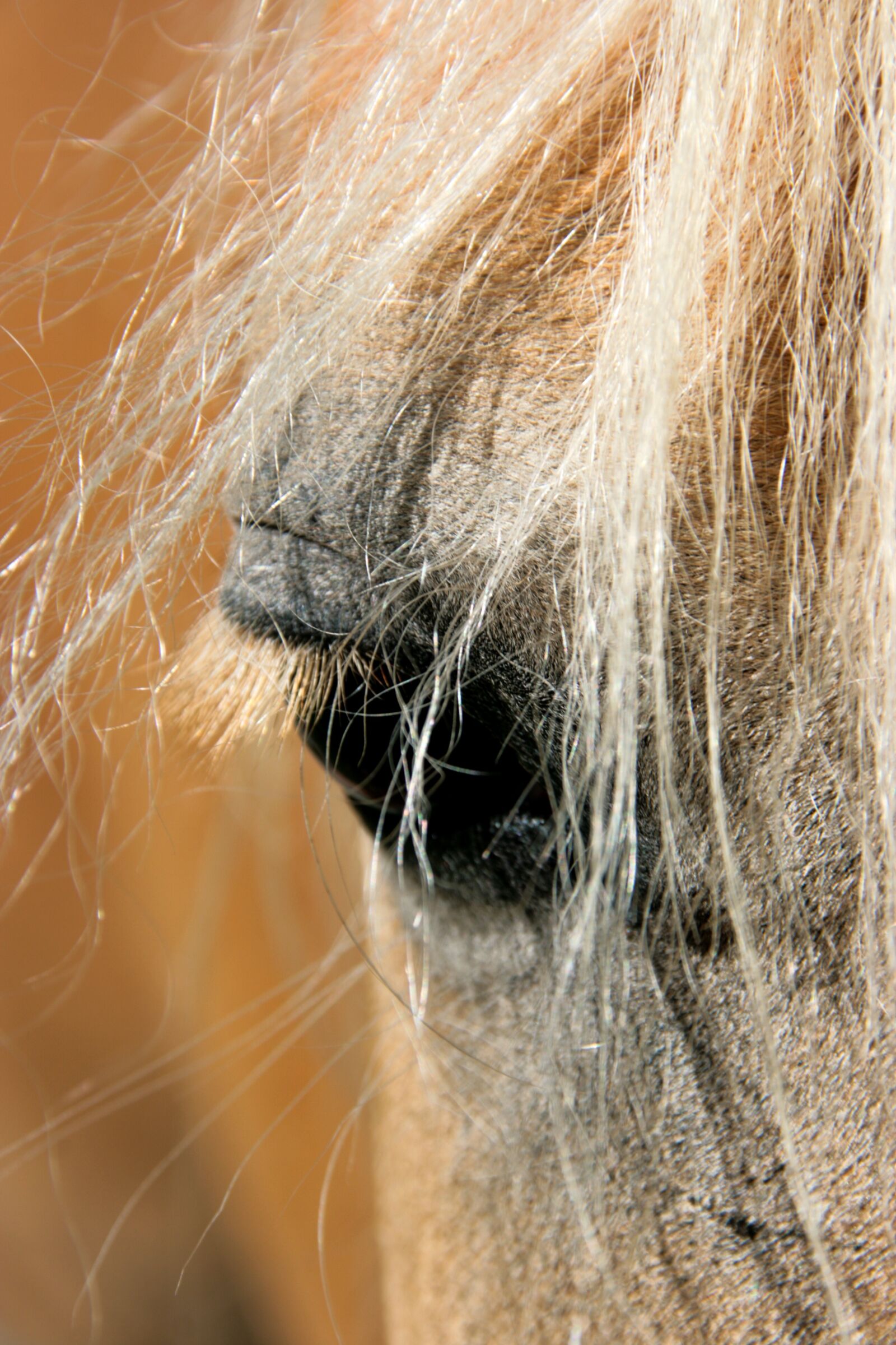 Canon EOS 400D (EOS Digital Rebel XTi / EOS Kiss Digital X) sample photo. Horse, haflinger, eye photography