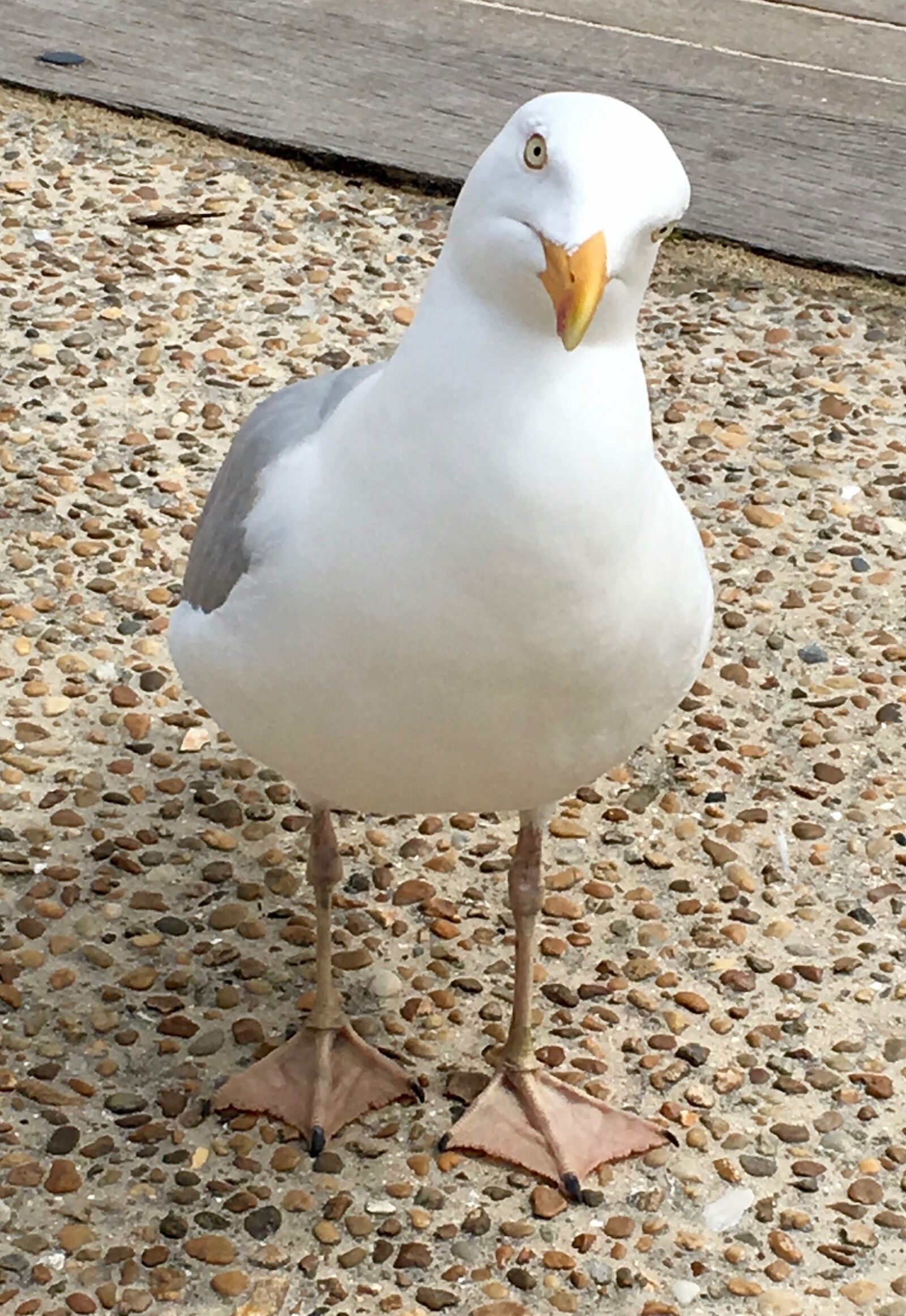 Apple iPhone 6s sample photo. Seagull, black headed gull photography