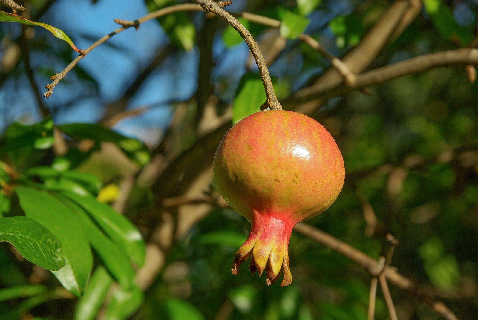Pentax K10D sample photo. Fruit, grenade, exotic fruit photography