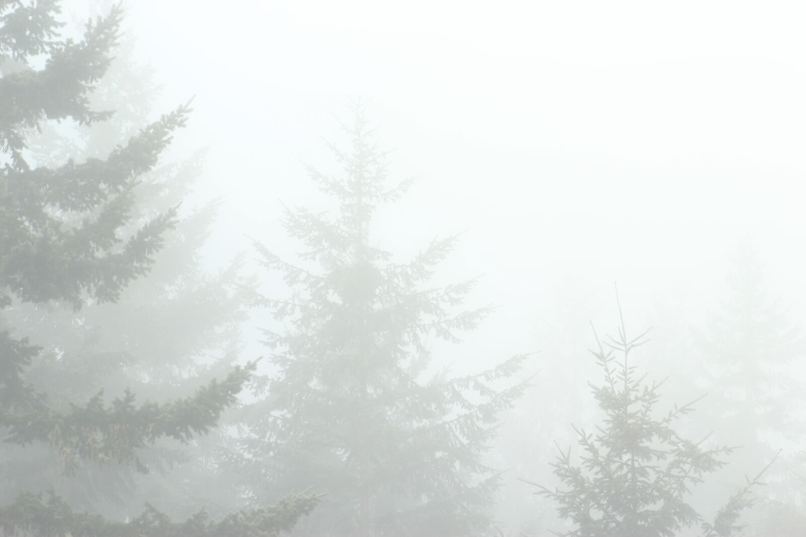 Canon EF 75-300mm f/4-5.6 sample photo. Fog photography