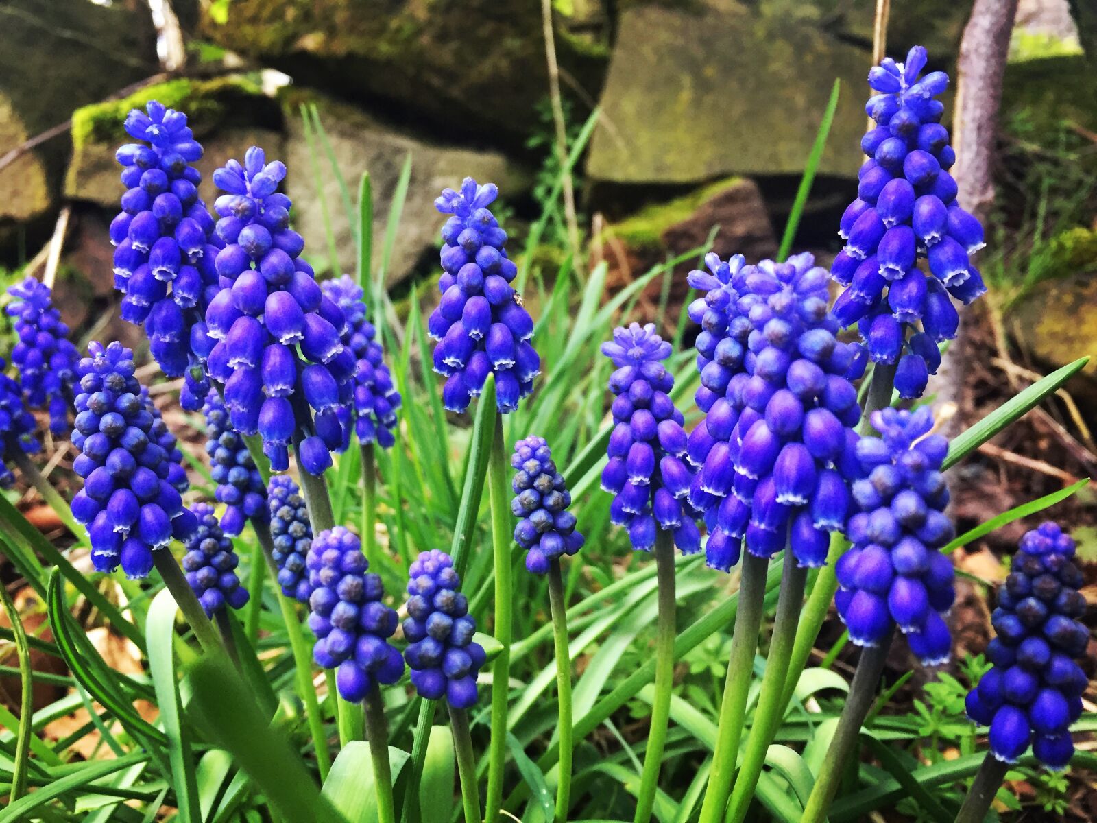 Apple iPhone 6 sample photo. Plants, flowers, bluebells photography