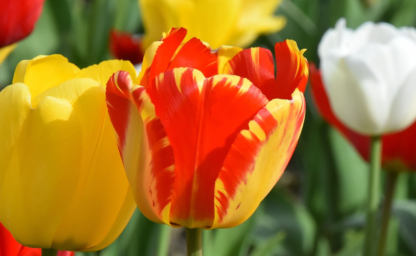 Nikon D7200 sample photo. Tulips, flowers, colorful photography