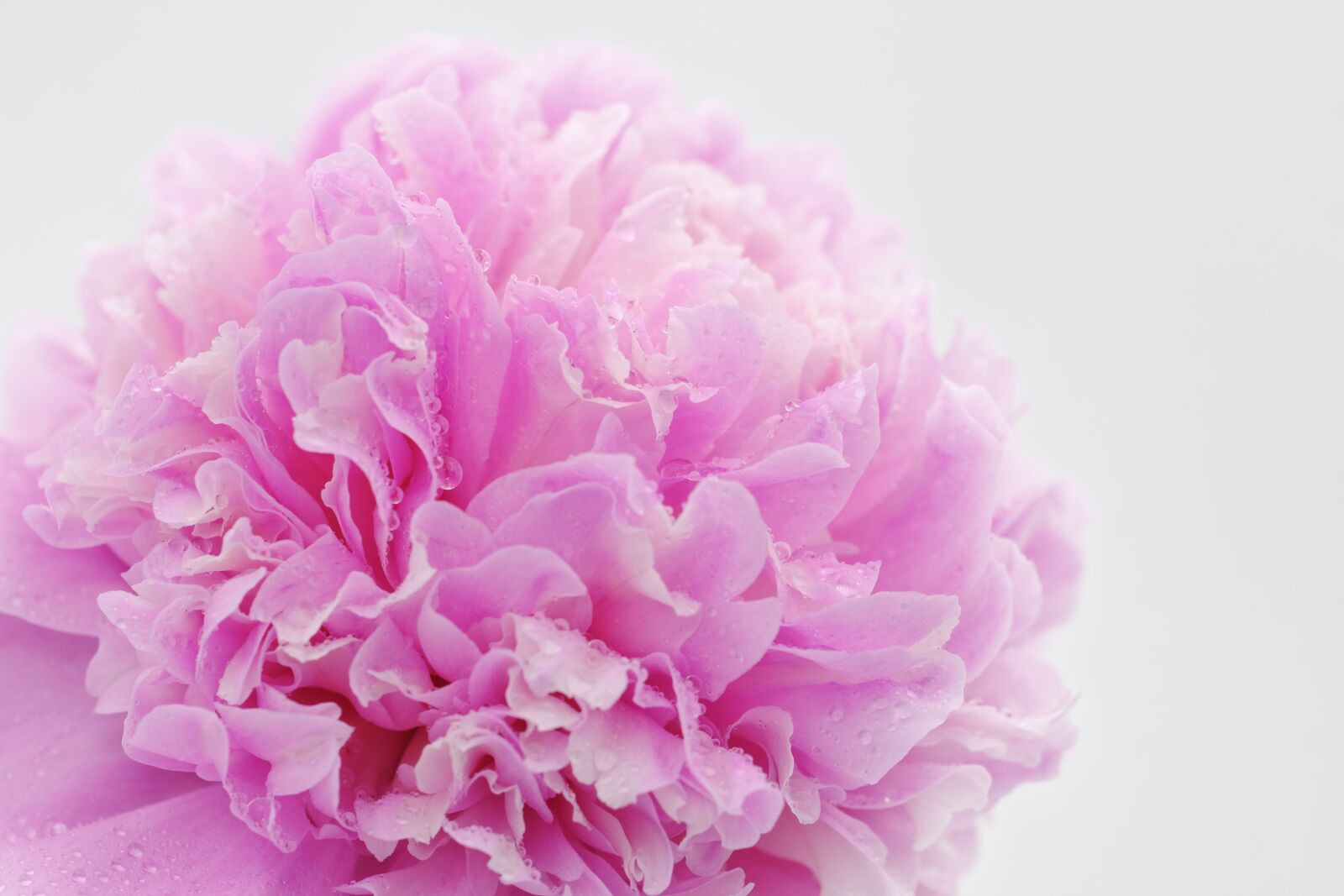 Fujifilm X-T2 + Fujifilm XF 80mm F2.8 R LM OIS WR Macro sample photo. Peony, rose, wellness photography