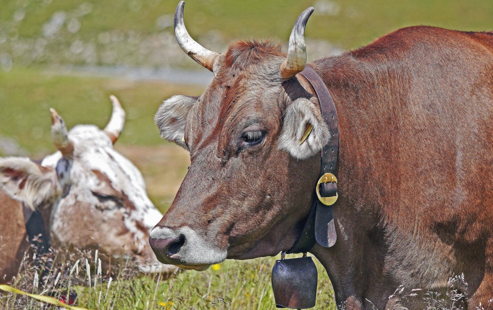 Panasonic Lumix DMC-GH3 sample photo. Cattle, beef, ox, cow photography