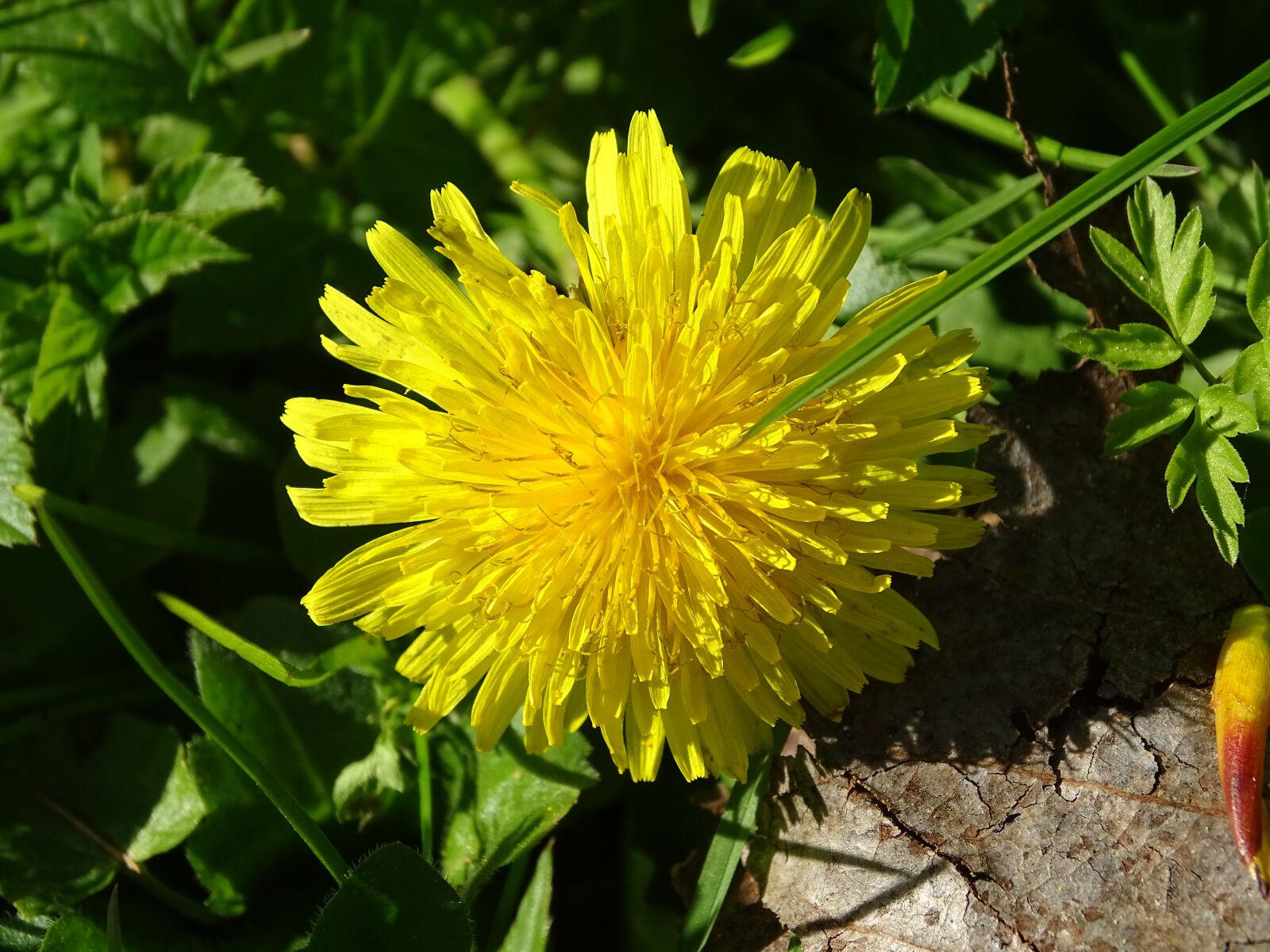 Sony Cyber-shot DSC-HX400V sample photo. Dandelion, flowers, nature photography