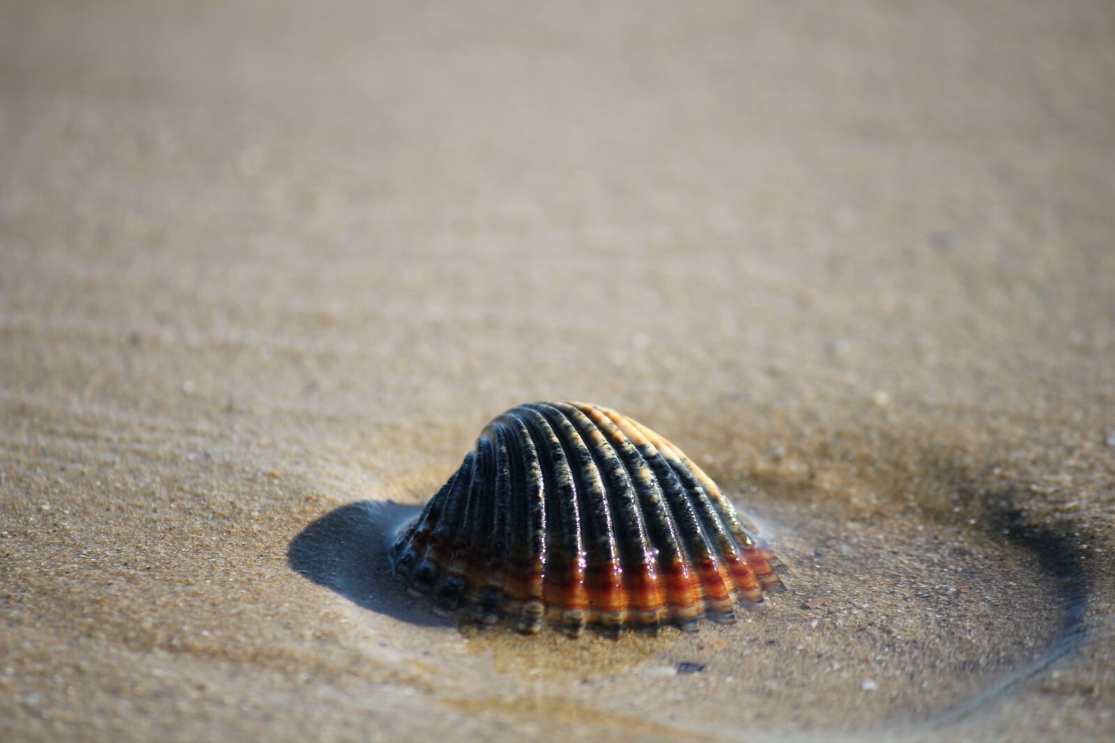 Canon EOS 550D (EOS Rebel T2i / EOS Kiss X4) sample photo. Shell, sand, sea photography