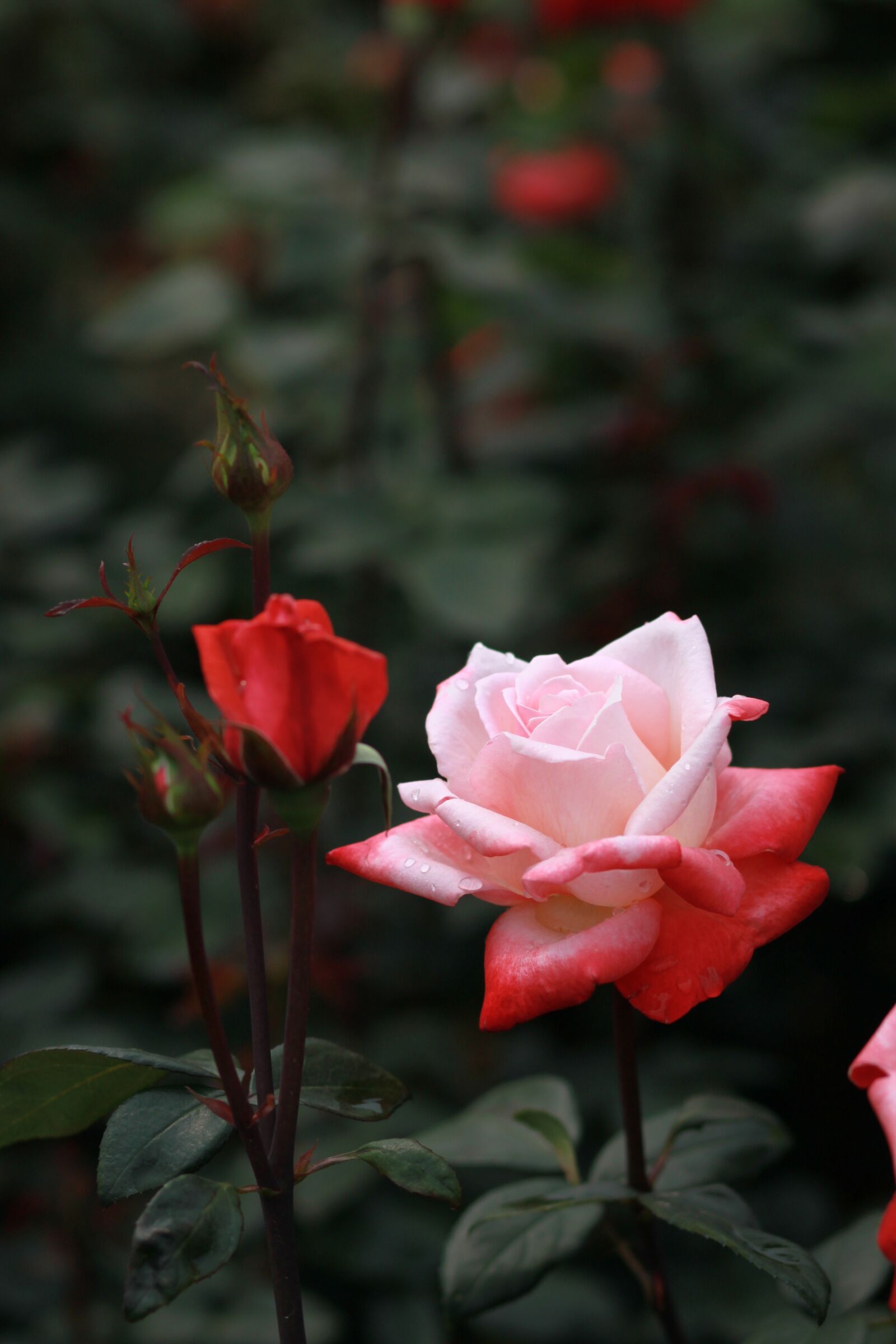 Canon EOS 500D (EOS Rebel T1i / EOS Kiss X3) sample photo. Flowers, nature, plants photography