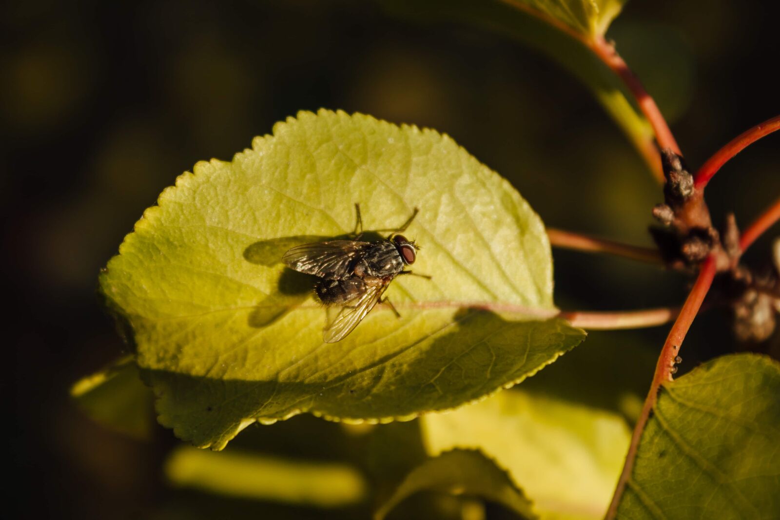 Canon EF-S 18-55mm F3.5-5.6 IS sample photo. Insect, wings, close-up, green photography