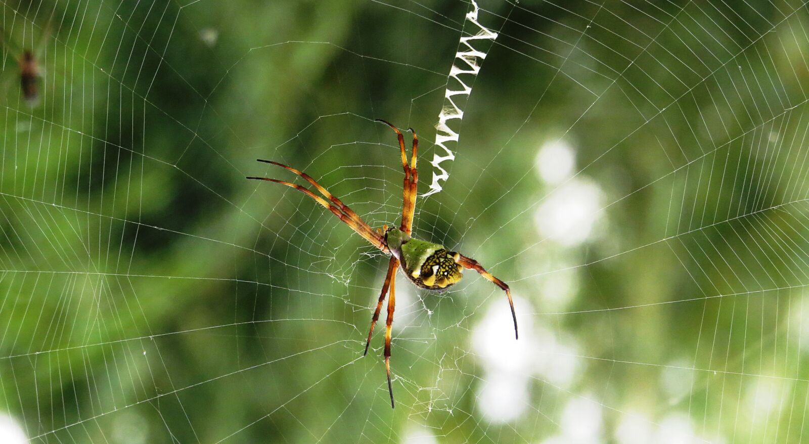 Canon PowerShot SX50 HS sample photo. Macro, insect, arachnid photography