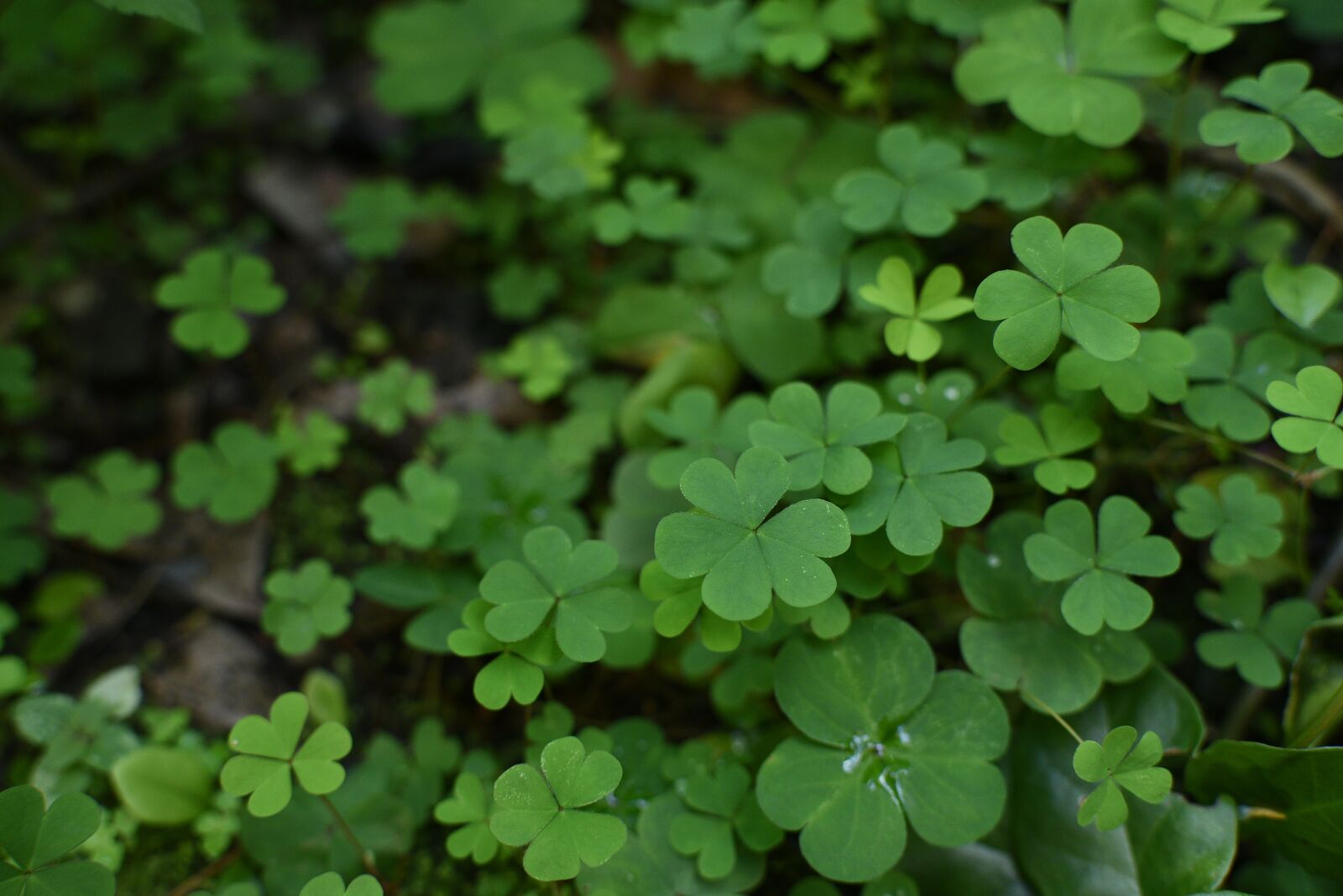 Nikon D750 sample photo. Clover, plant, environment photography
