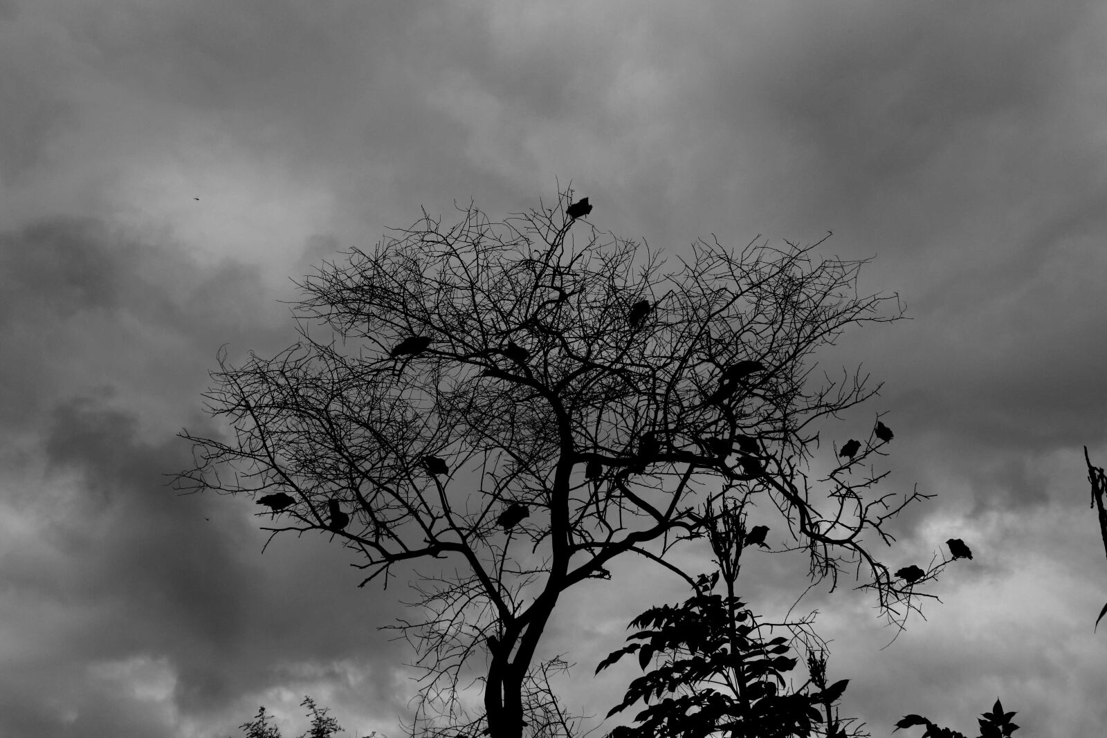 Canon EOS 500D (EOS Rebel T1i / EOS Kiss X3) sample photo. Bangladesh, canal, fisherman, flower photography