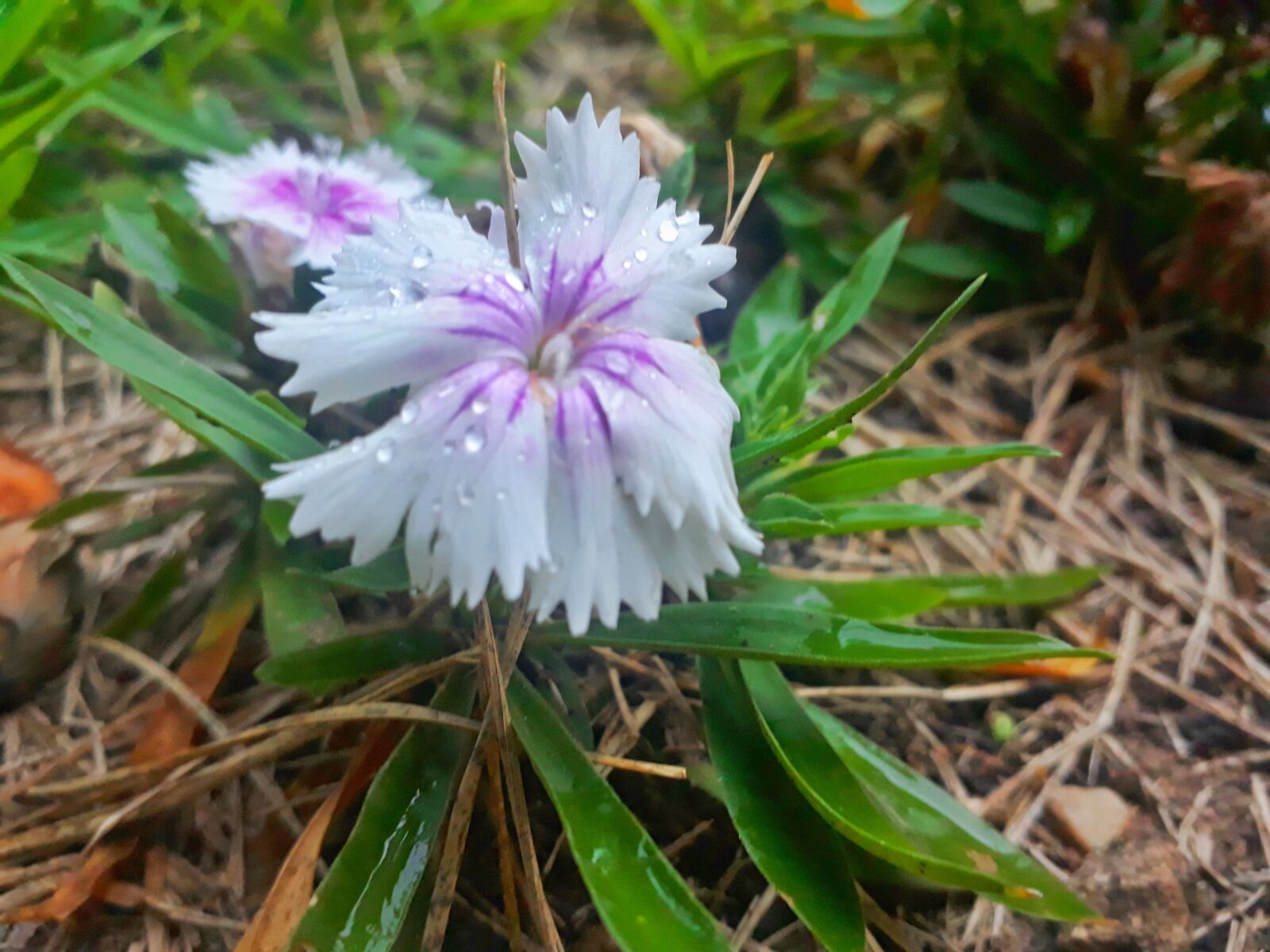 Samsung Galaxy J5 Prime sample photo. Carnation, flower, plant photography