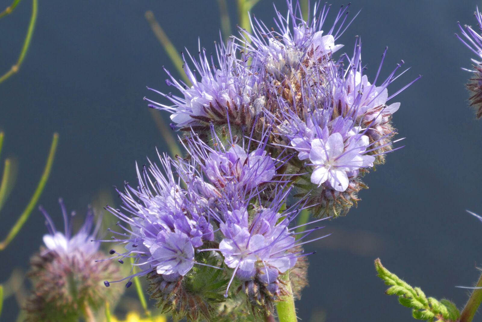 Panasonic Lumix DC-ZS70 (Lumix DC-TZ90) sample photo. Phacelia, bijenvoer, bijenbrood photography