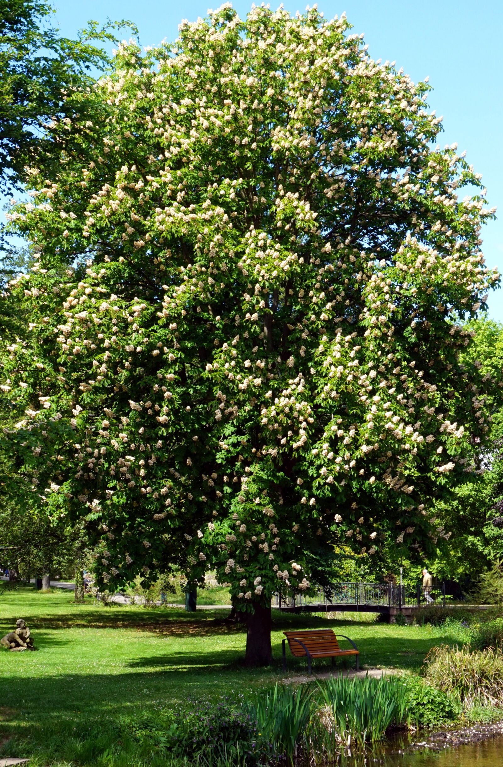 Sony Alpha a5000 (ILCE 5000) sample photo. Tree, nature, plant photography