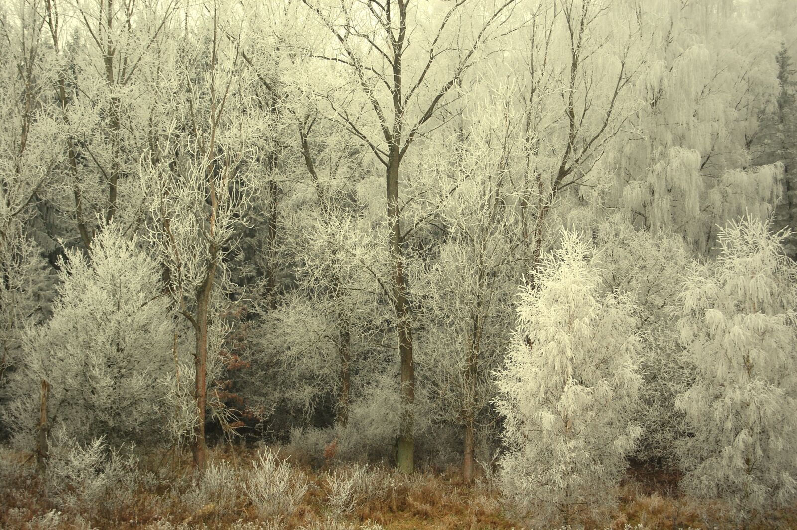 Nikon D40 sample photo. Winter, hoarfrost, frost photography