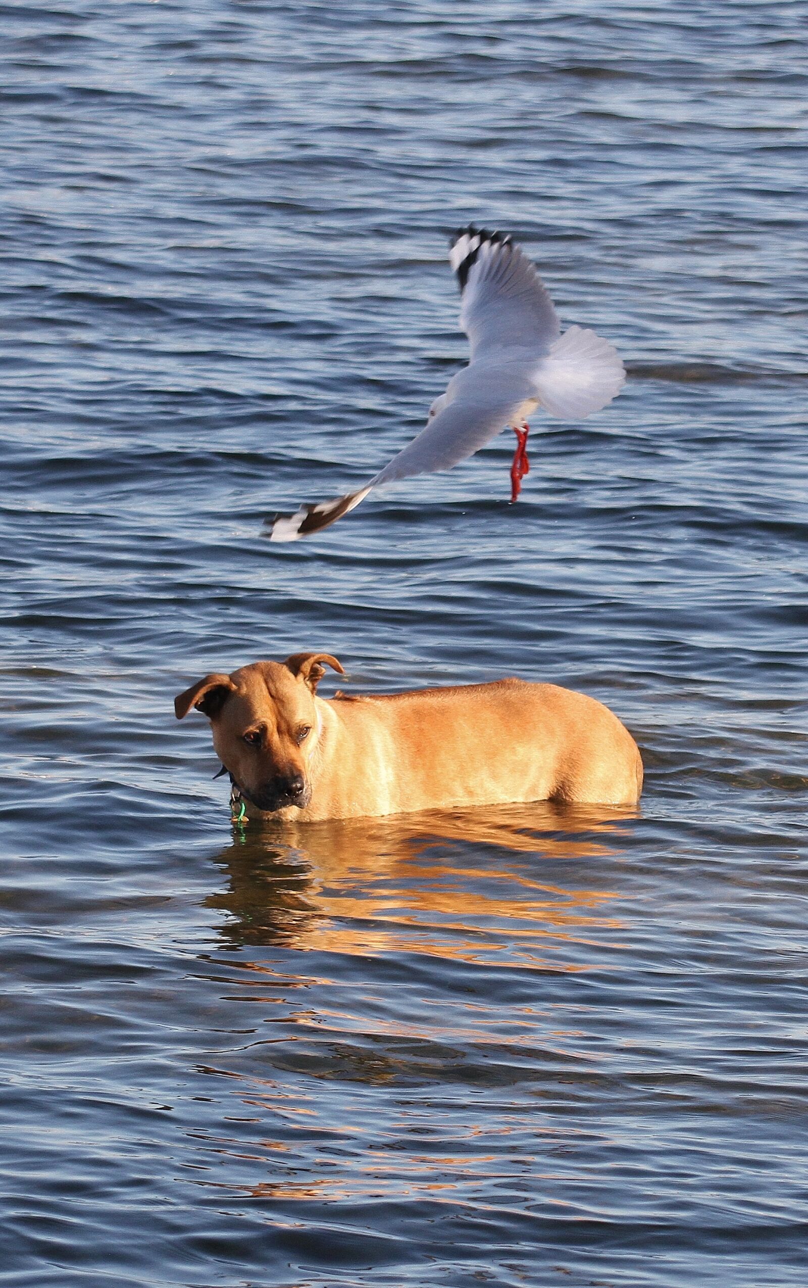 Canon EOS 7D sample photo. Dog fishing, dog, fishing photography