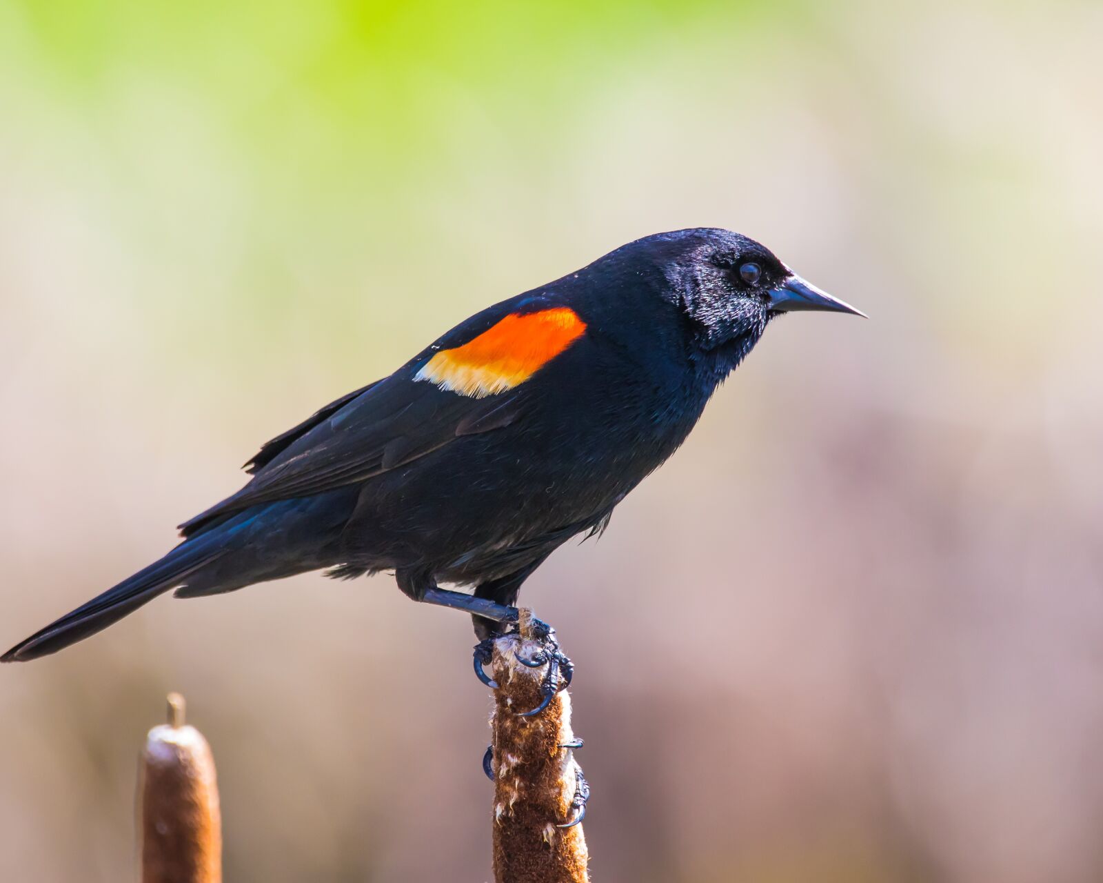 Canon EOS 7D Mark II sample photo. Blackbird, perched, red-winged photography