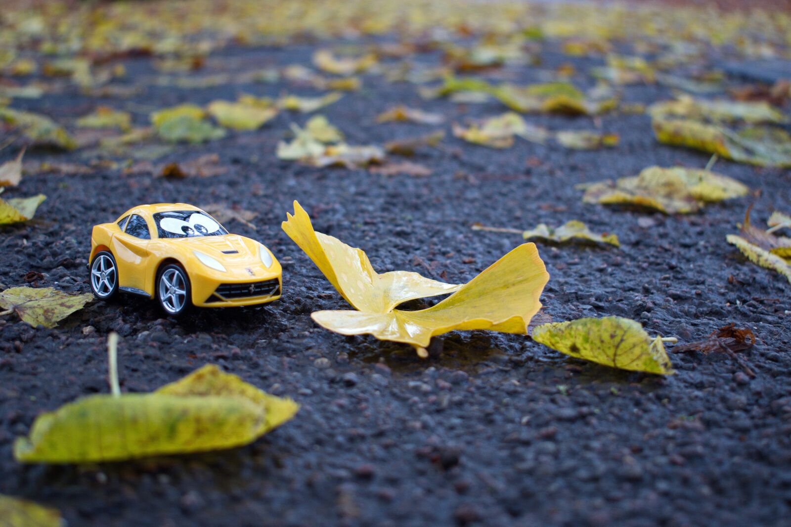 Nikon D3300 sample photo. Autumn racing car, autumn photography