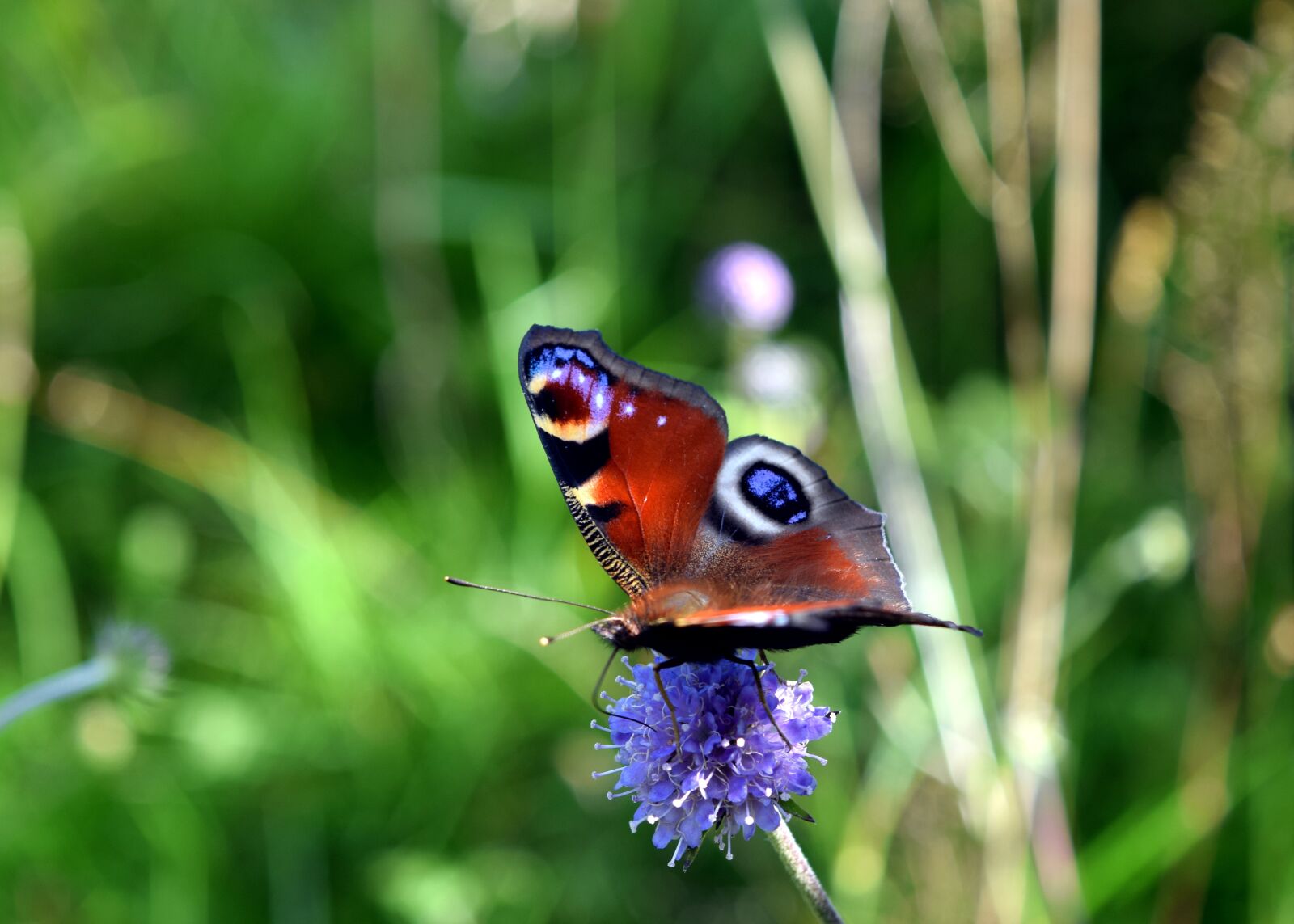 Nikon D5300 sample photo. Butterfly, summer, nature photography
