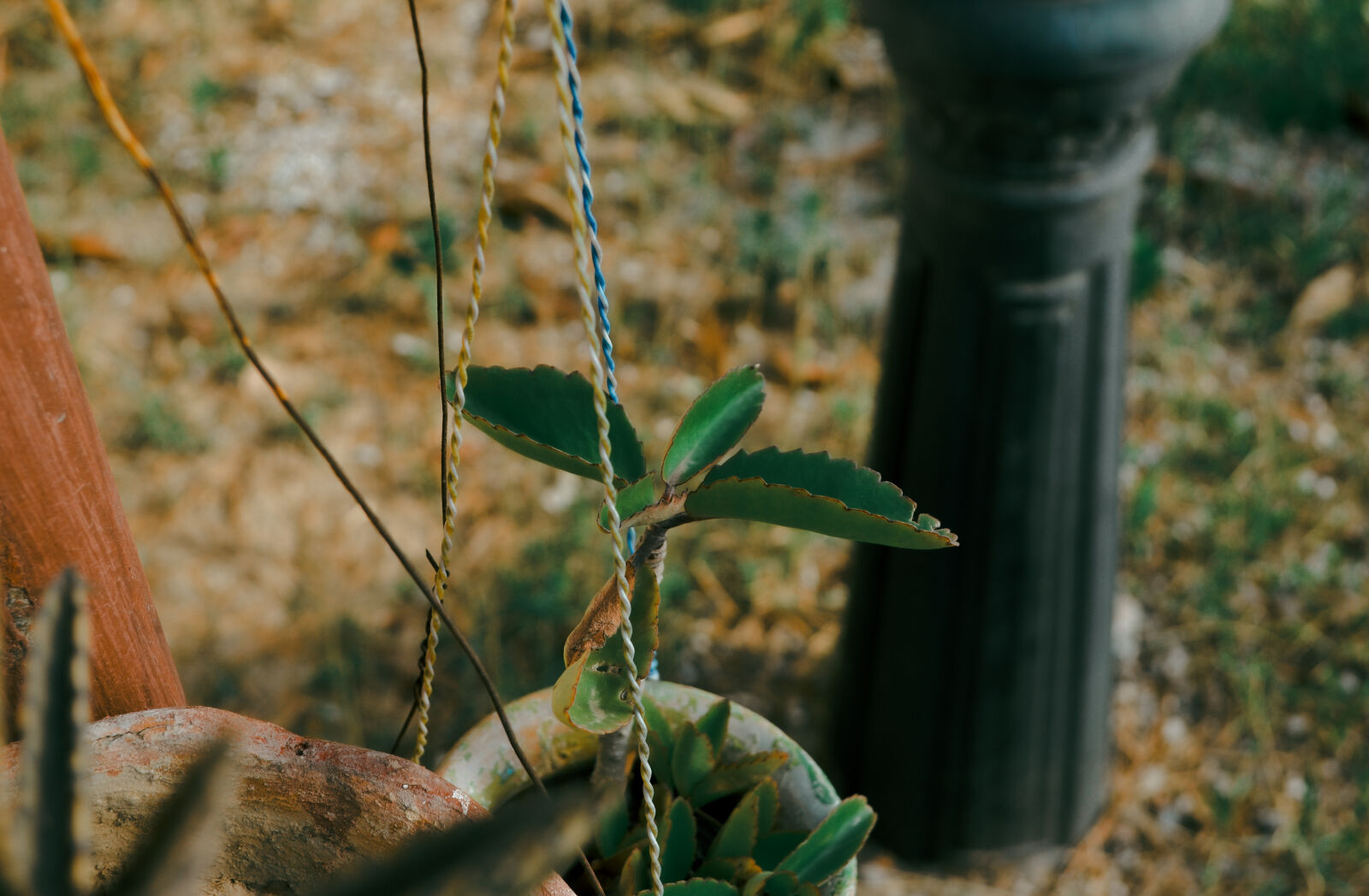 Nikon D3100 sample photo