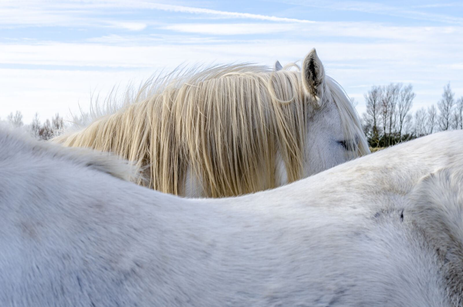 Nikon D7000 sample photo. Horse, horses, camargue photography