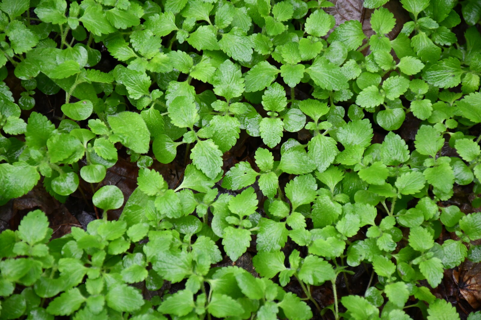 Nikon D7500 sample photo