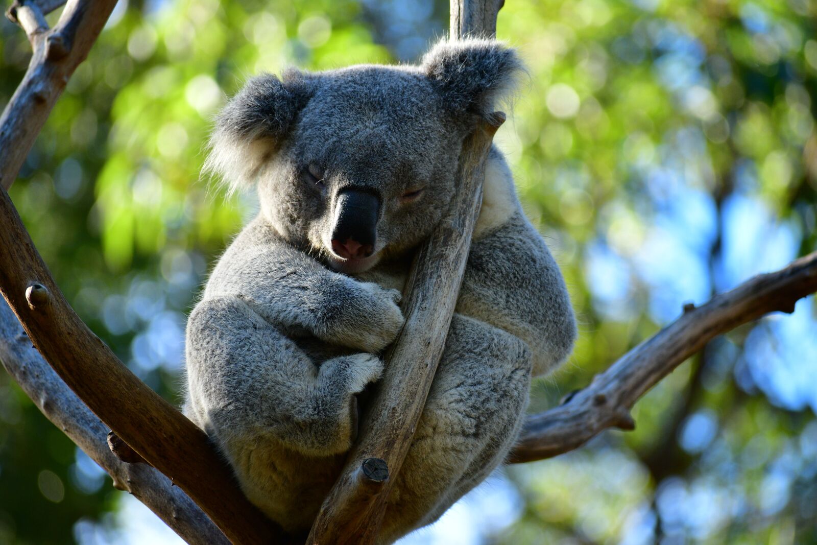 Nikon D7500 sample photo. Cute koala, sleeping koala photography