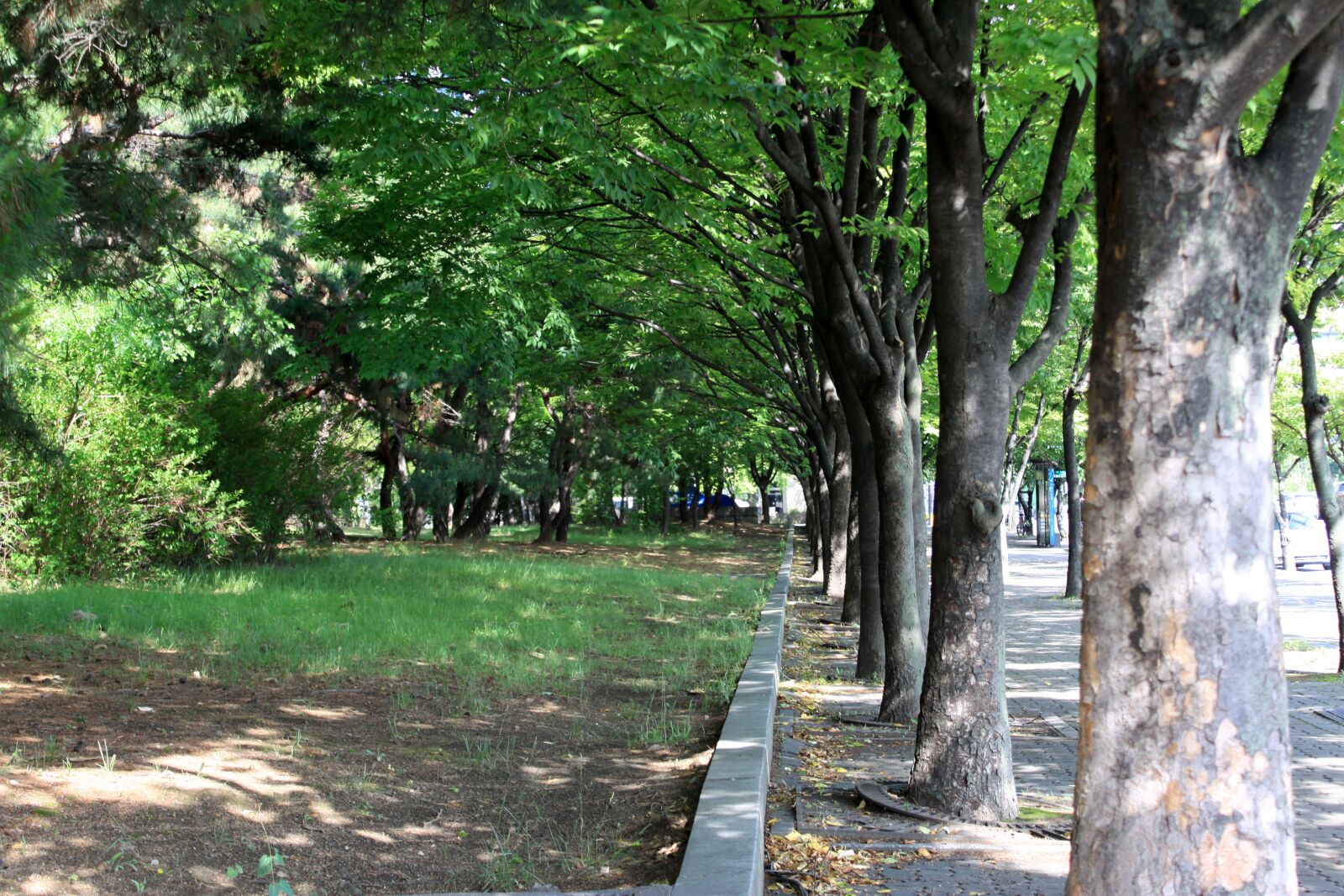 Canon EOS 50D sample photo. Avenue, road, break photography