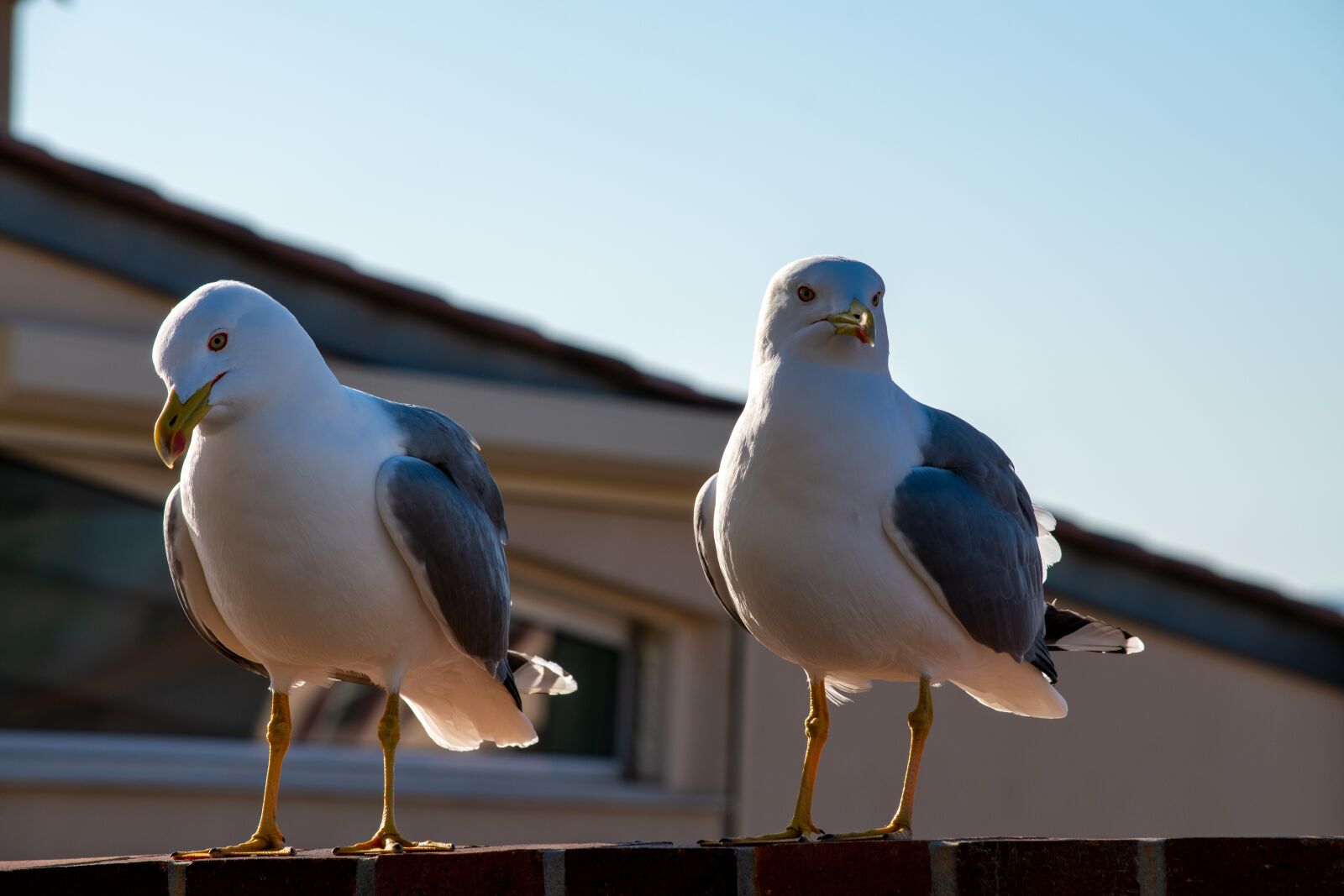 Nikon D5600 sample photo. Seagull, birds, sky photography