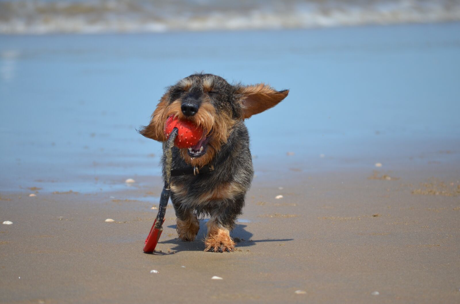 Nikon D5100 sample photo. Dachshund, beach, play photography