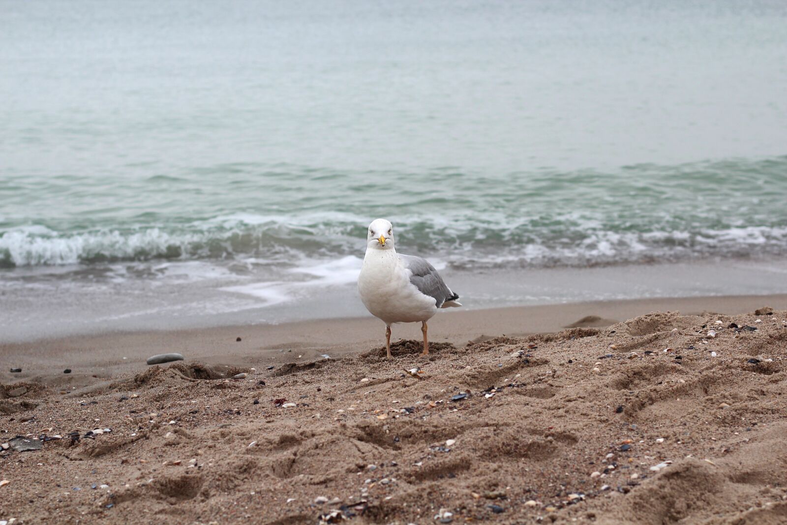 Canon EOS 600D (Rebel EOS T3i / EOS Kiss X5) + Canon EF 50mm F1.8 STM sample photo. Gull, view, bird photography